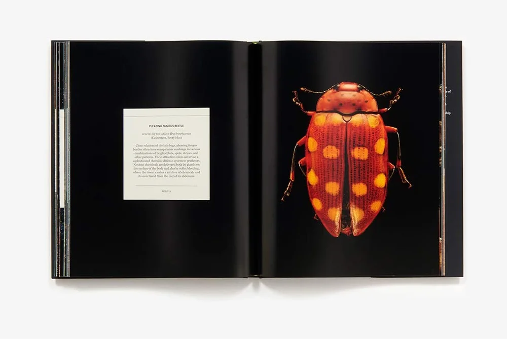 Microsculpture: Portraits of Insects