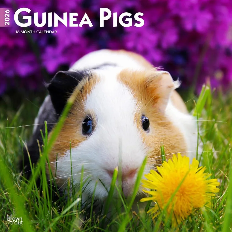 Guinea Pigs Meerschweinschen 2026 16-Monatskalender Original BrownTrout-Kalender Mehrsprachig