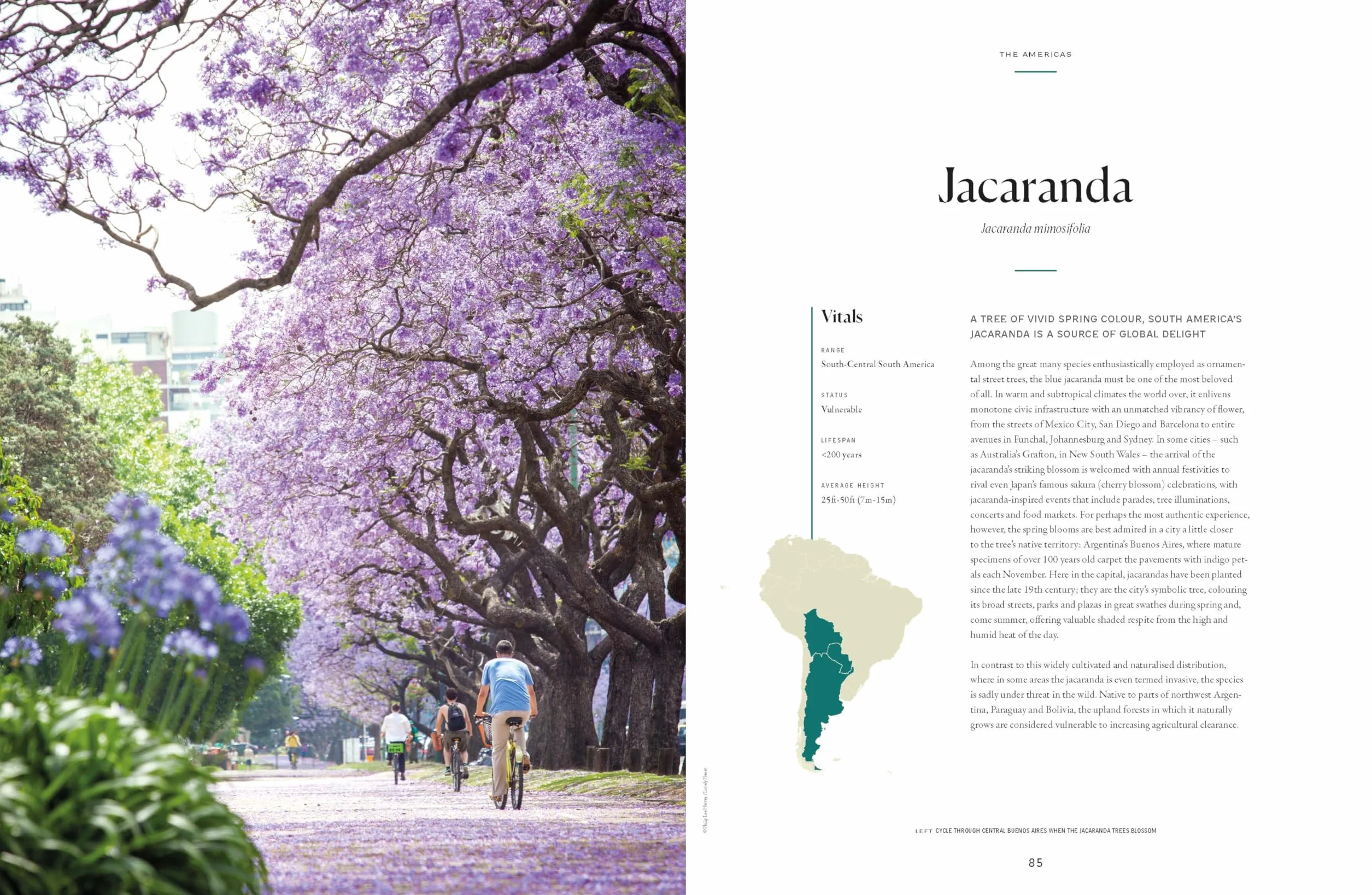 The Tree Atlas 1 -anglais-: 50 Magnificent Species Across the Planet | Practical Travel Advice to See Each Natural Wonder | Exquisite Photography & Illustrations