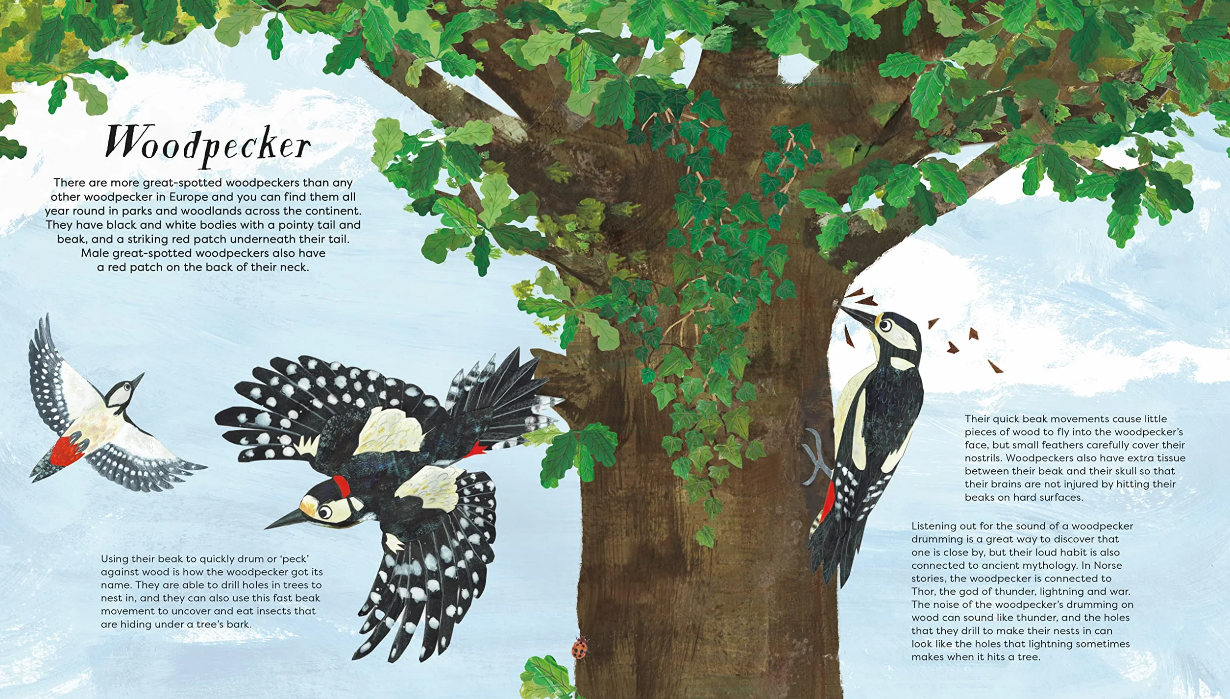 National Trust: Birds of a Feather: Press out and learn about 10 beautiful birds