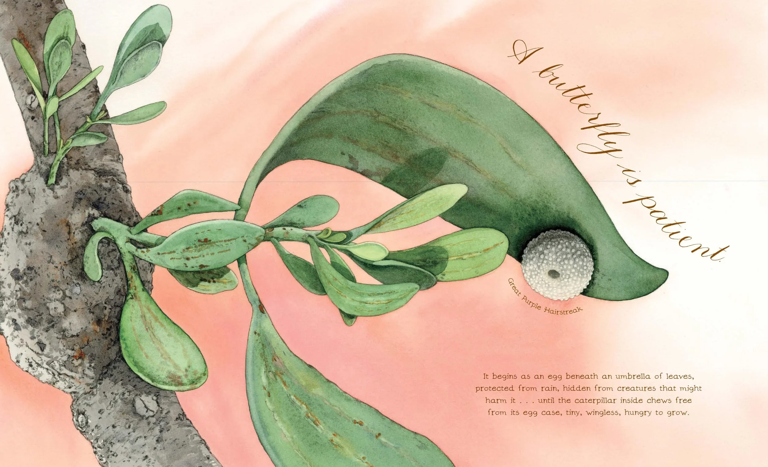 A Butterfly Is Patient: (Nature Books for Kids, Children's Books Ages 3-5, Award Winning Children's Books) (Sylvia Long)