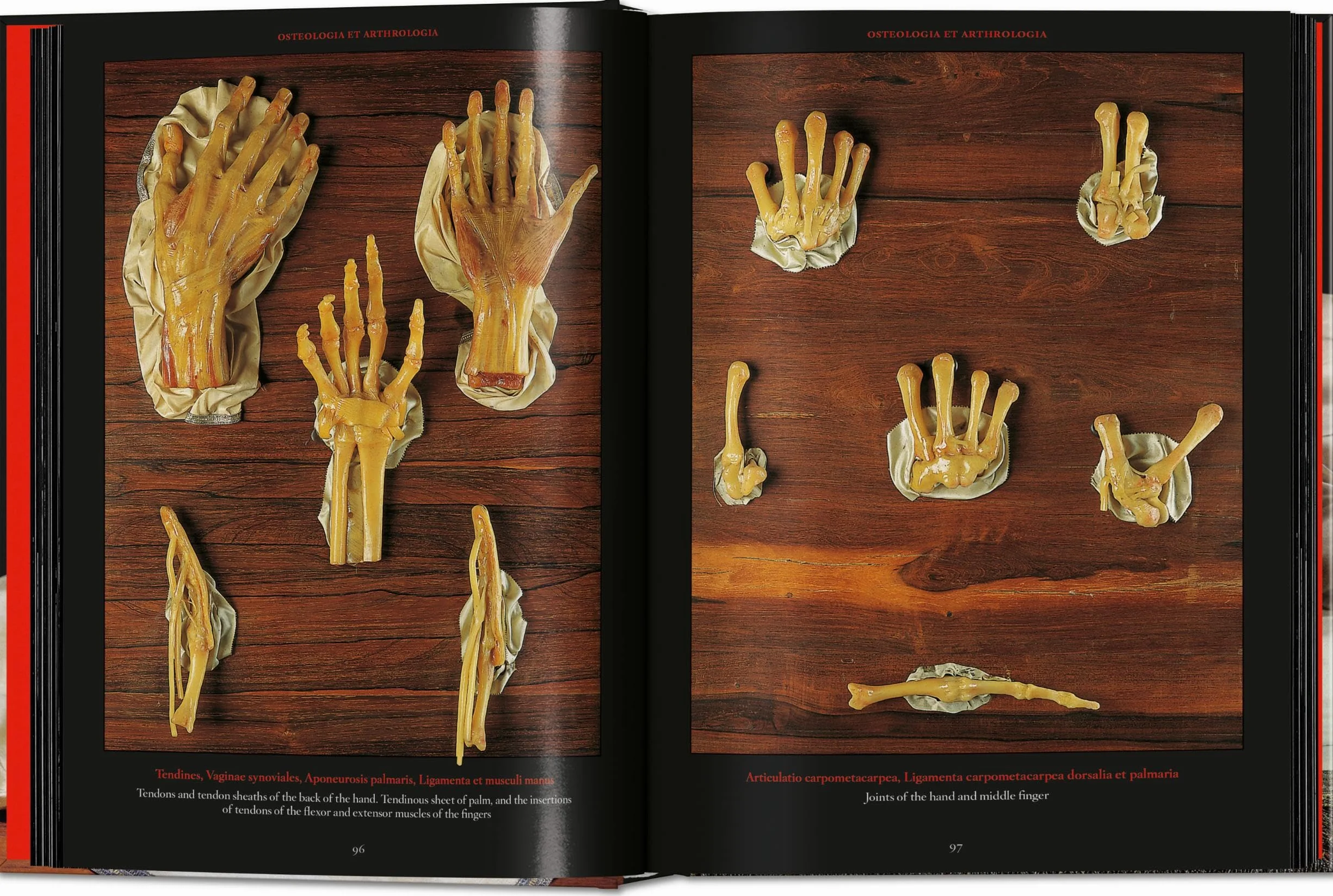 Anatomical Waxes. 45th Ed.