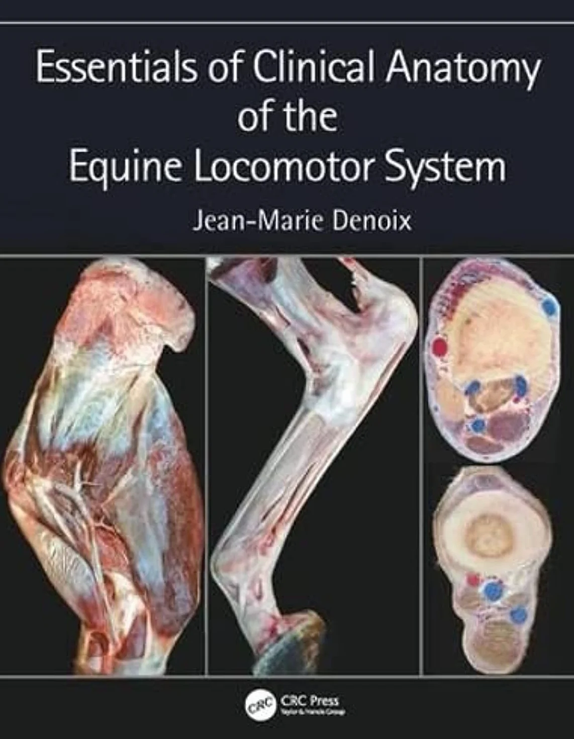 Clinical Anatomy of the Equine Locomotor System