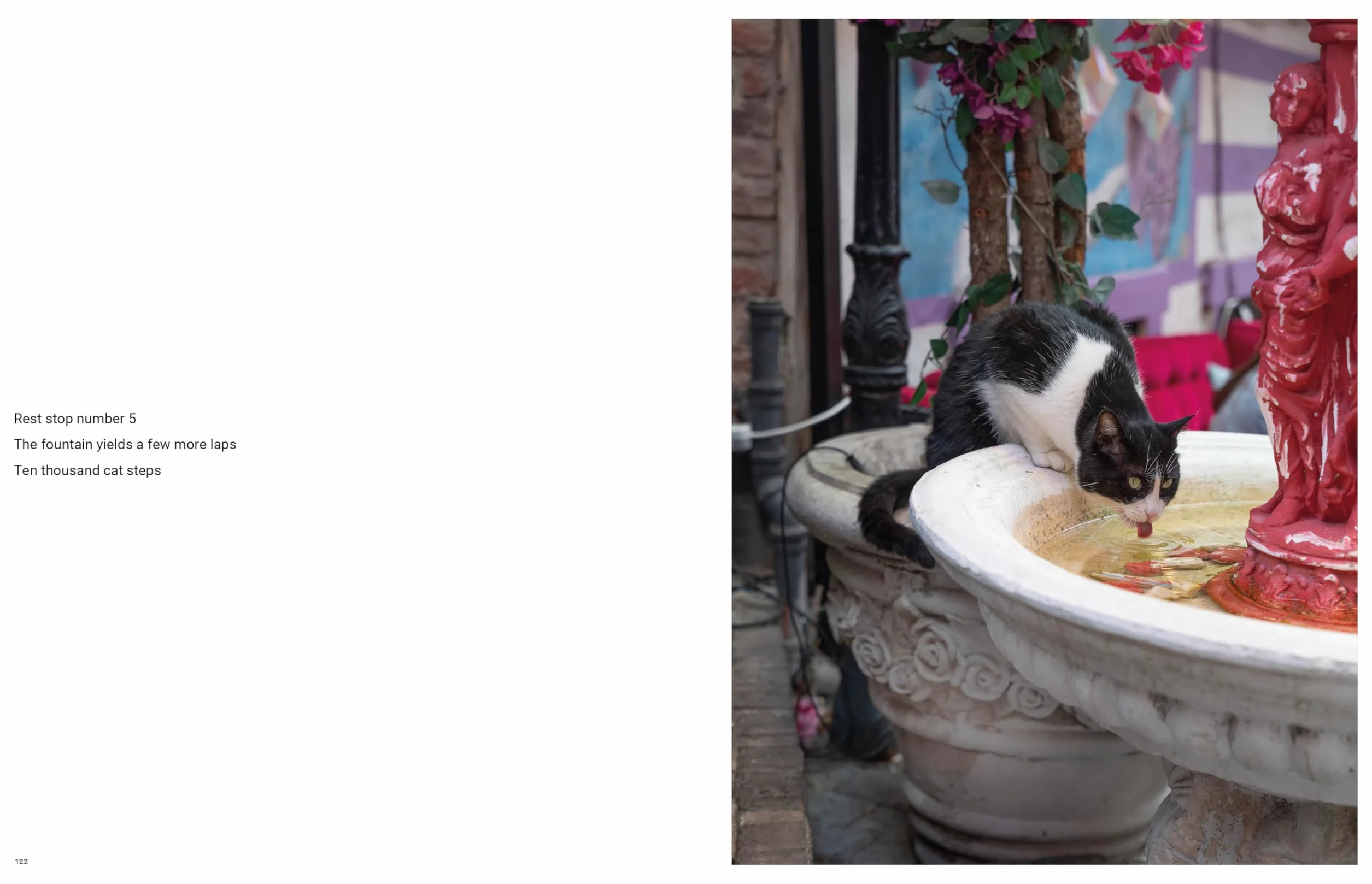 City Cats of Istanbul /anglais