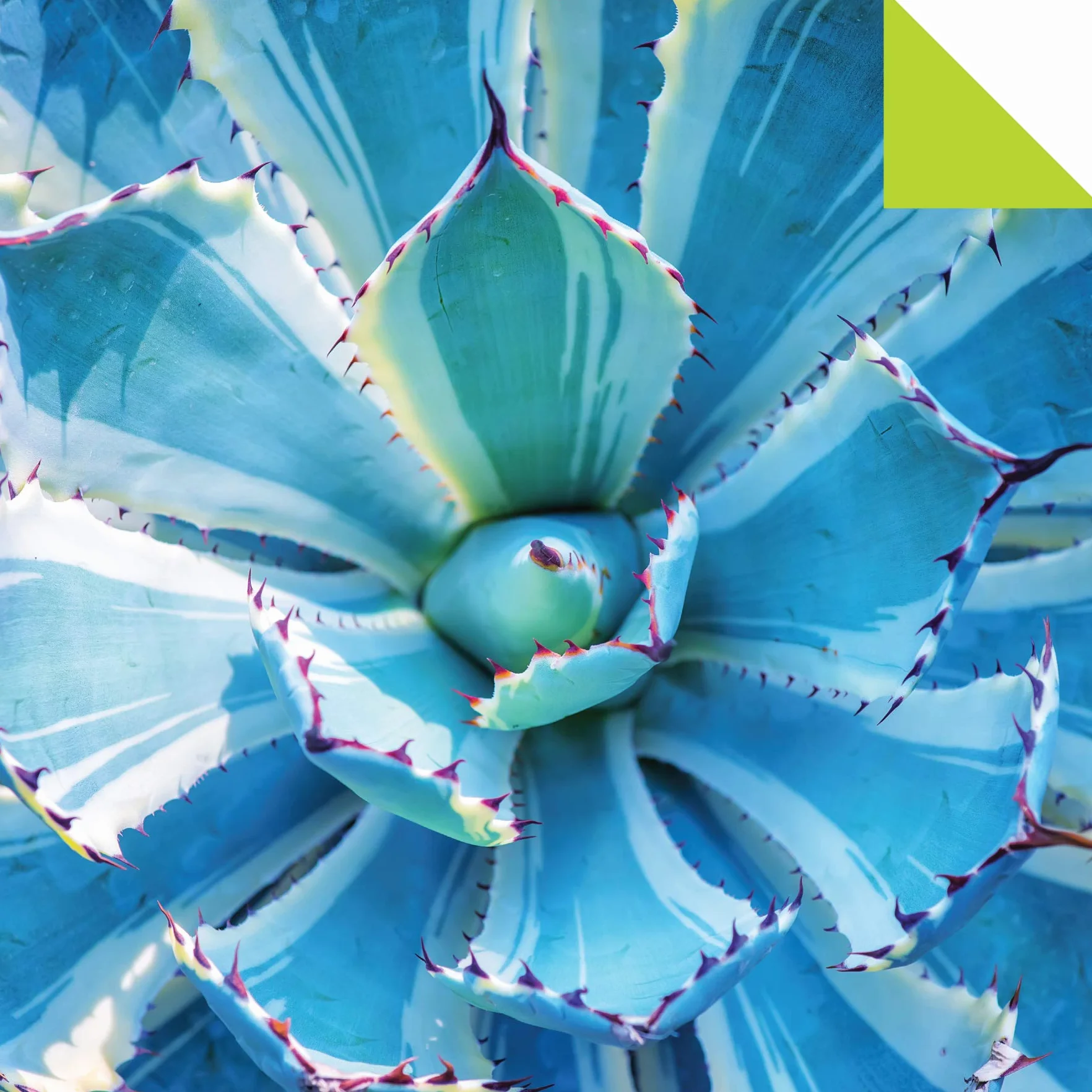 Origami Paper 500 Sheets Succulents 6 (15 CM): Tuttle Origami Paper: Double-Sided Origami Sheets with 12 Different Photographs (Instructions for 6 Projects Included)