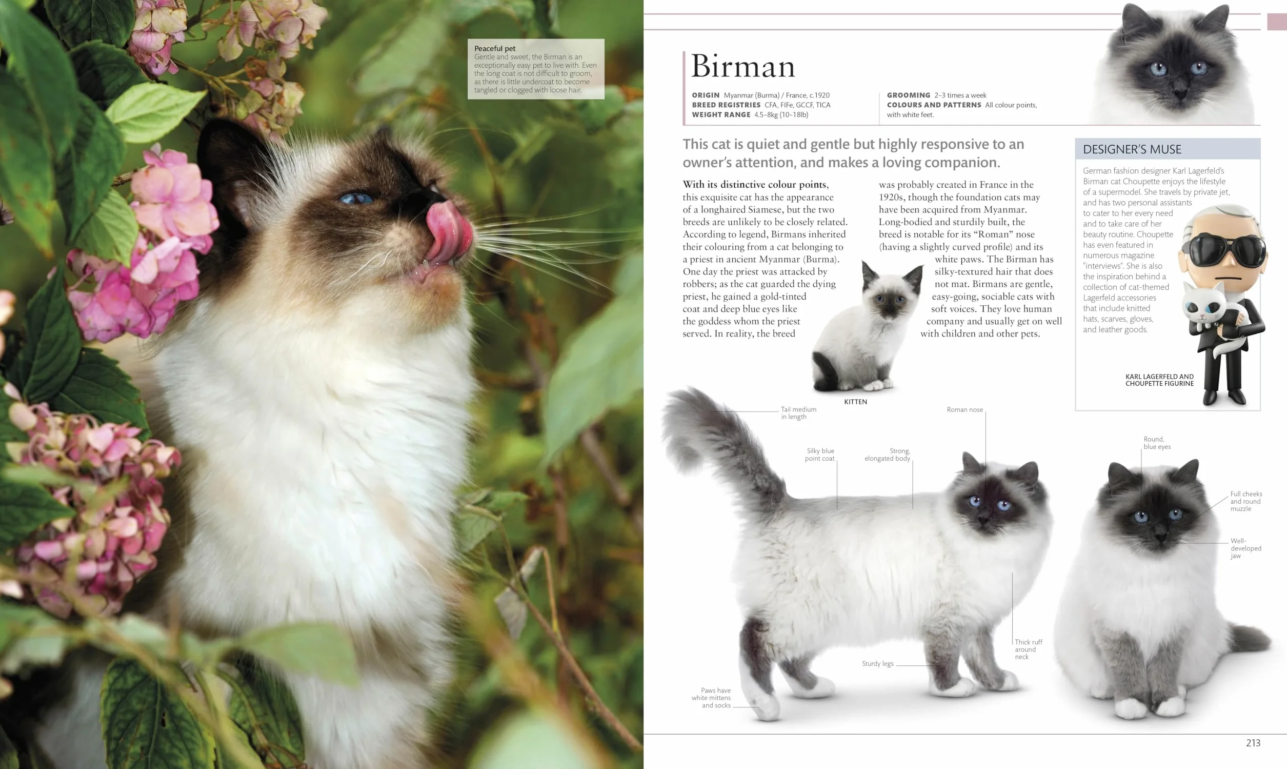 The Cat Encyclopedia: The Definitive Visual Guide