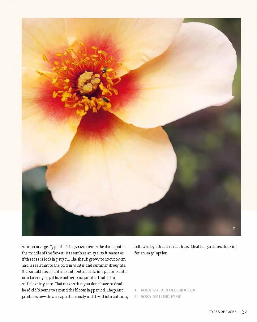 The Joy of Roses /anglais