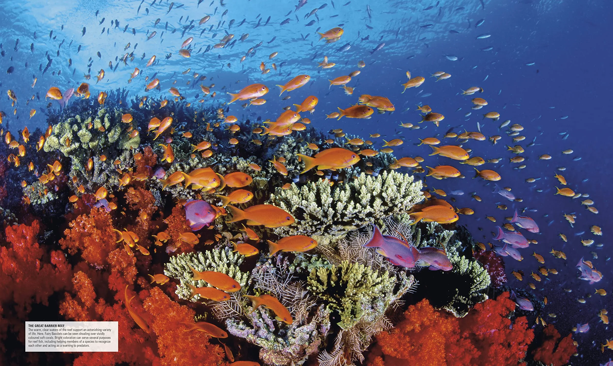 Ocean: The Definitive Visual Guide