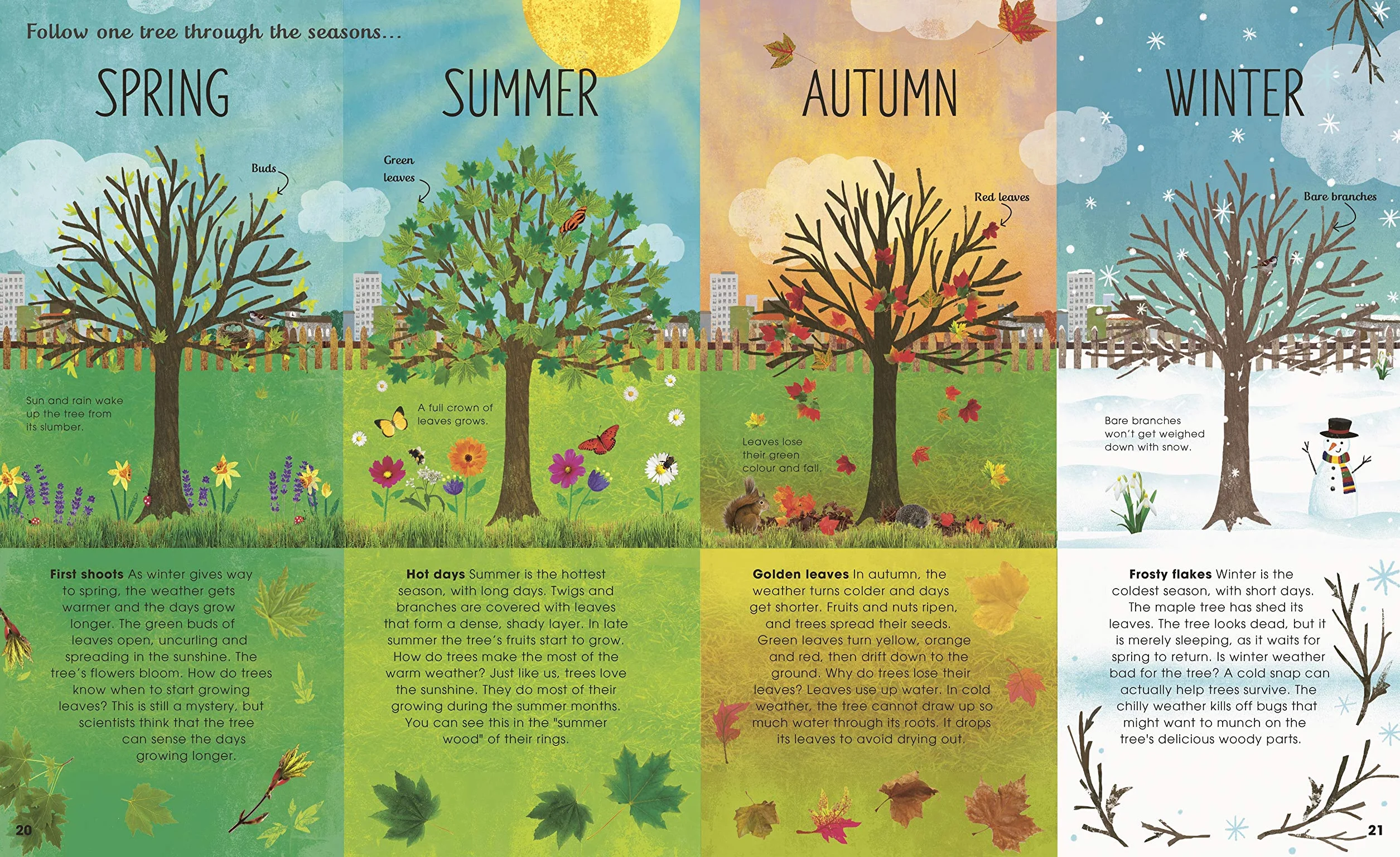 The Magic and Mystery of Trees (The Magic and Mystery of Nature)