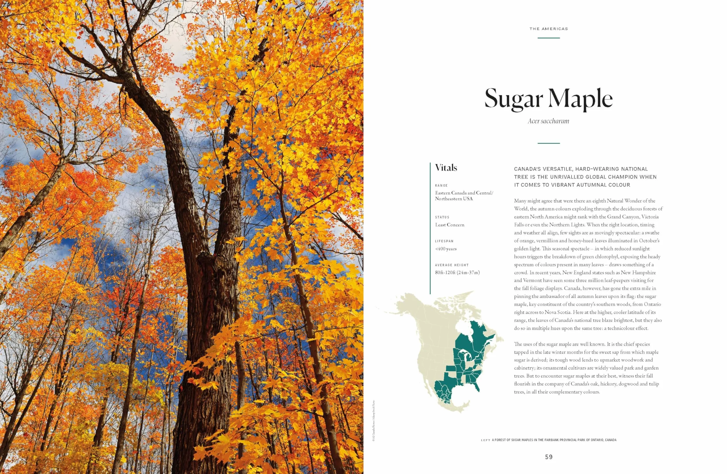 The Tree Atlas 1 -anglais-: 50 Magnificent Species Across the Planet | Practical Travel Advice to See Each Natural Wonder | Exquisite Photography & Illustrations