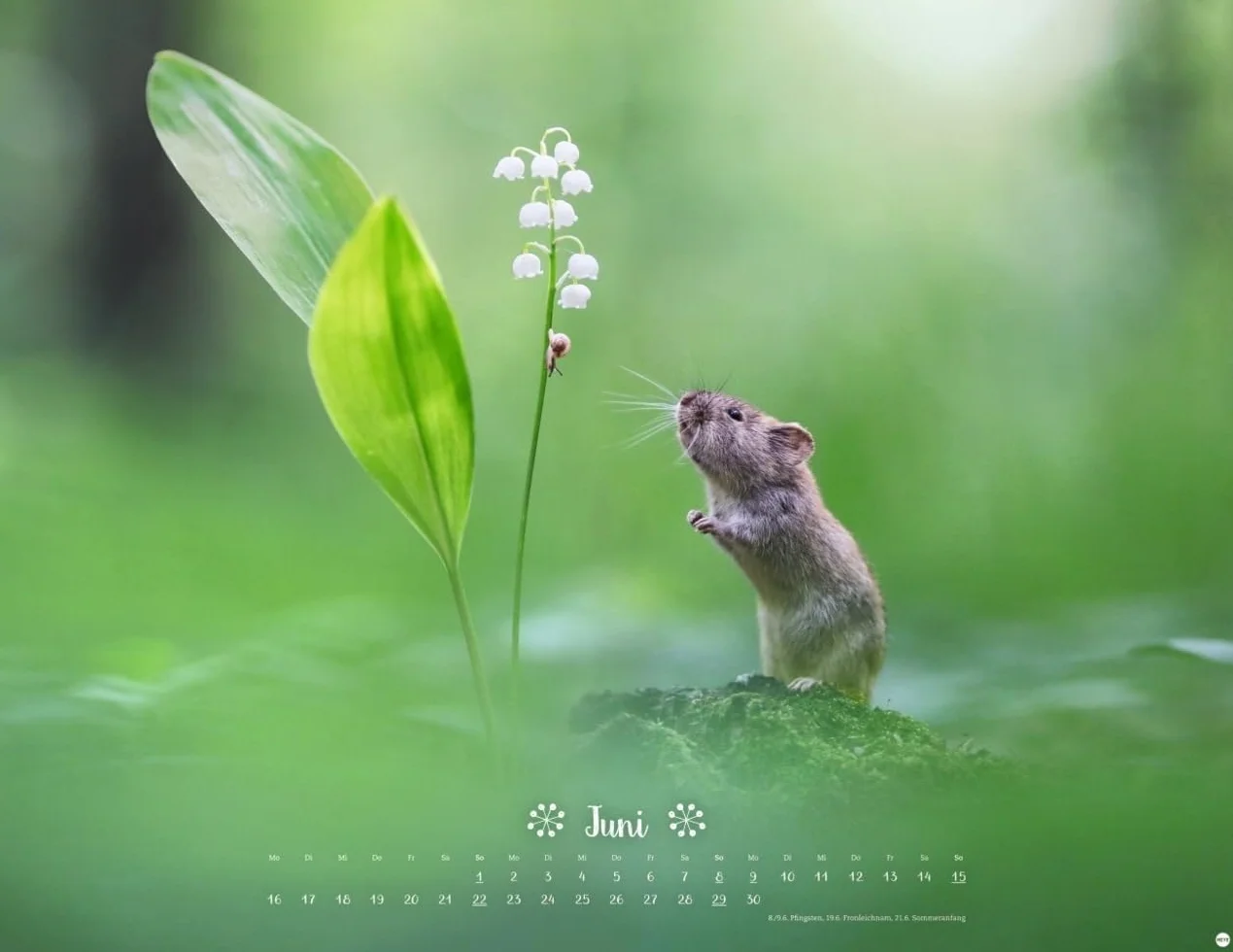 Vadim Trunov Märchenhaftes Waldleben Posterkalender 2025 Naturkalender 44 x 34 cm Querformat