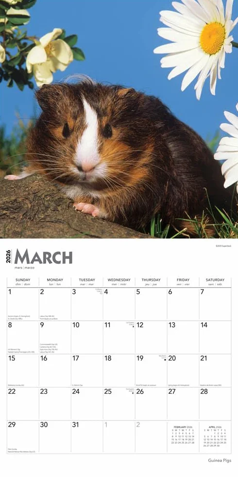 Guinea Pigs Meerschweinschen 2026 16-Monatskalender Original BrownTrout-Kalender Mehrsprachig