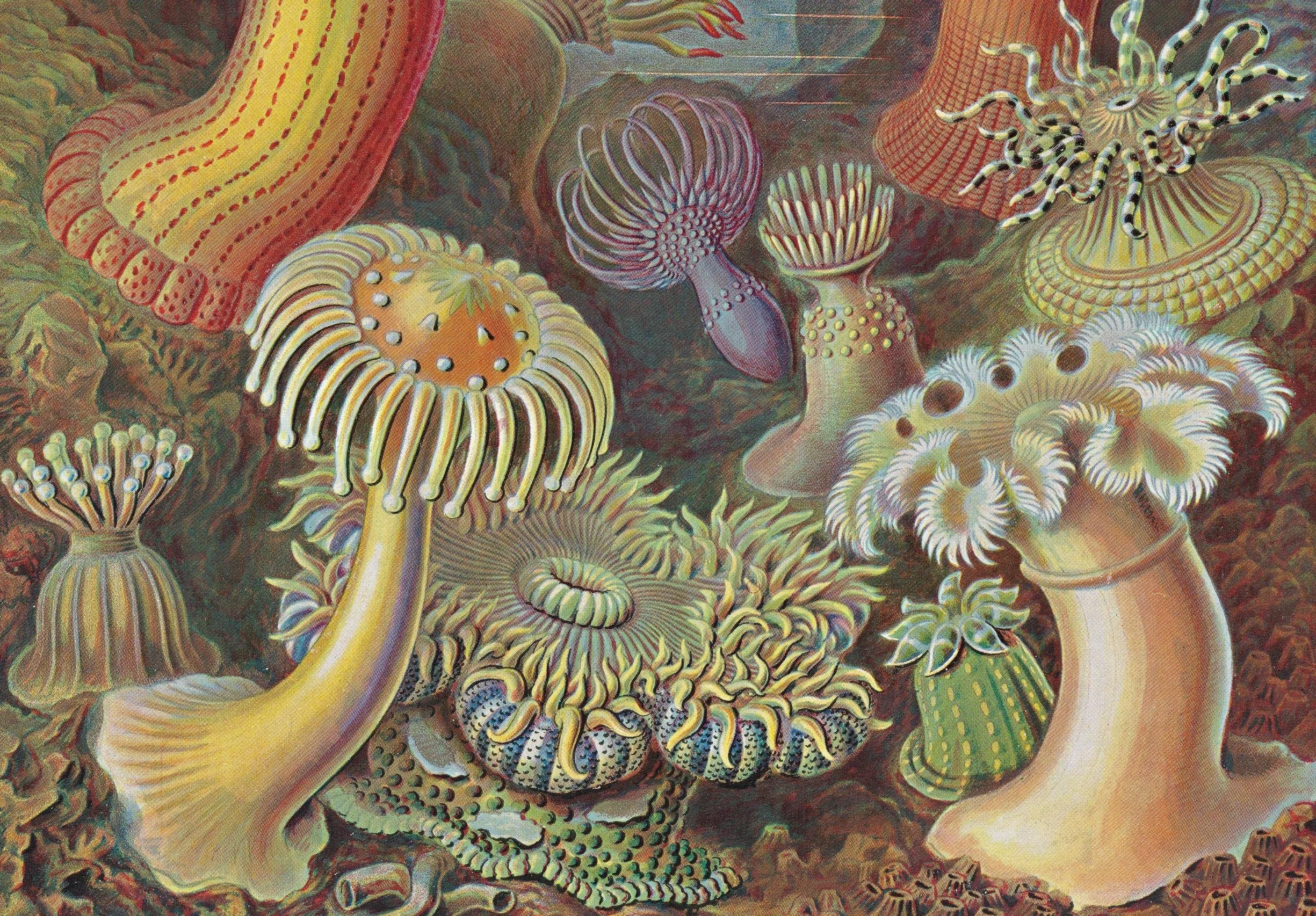 The Art and Science of Ernst Haeckel. 45th Ed.