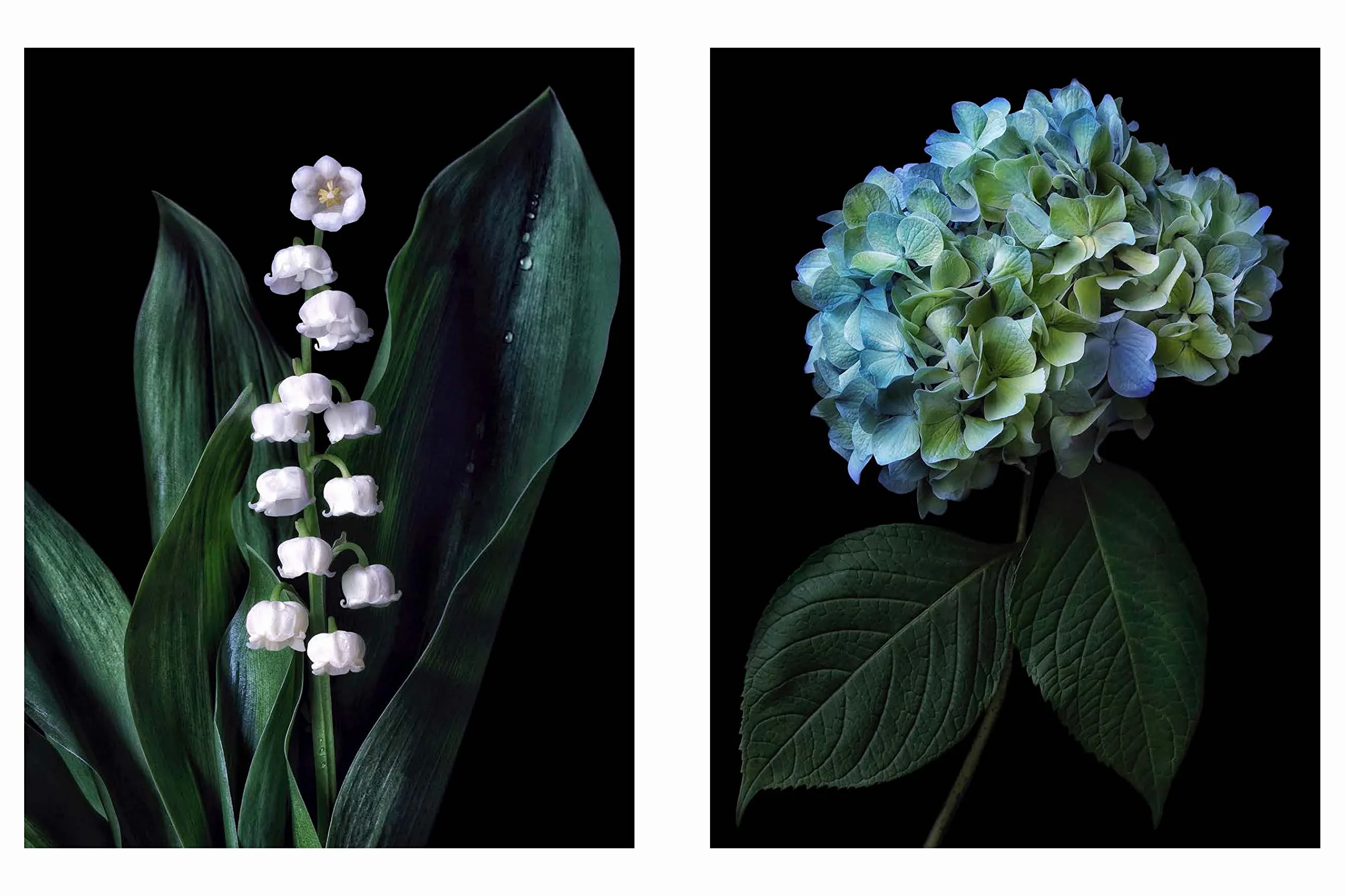 Beauty in Bloom: Floral Portraits