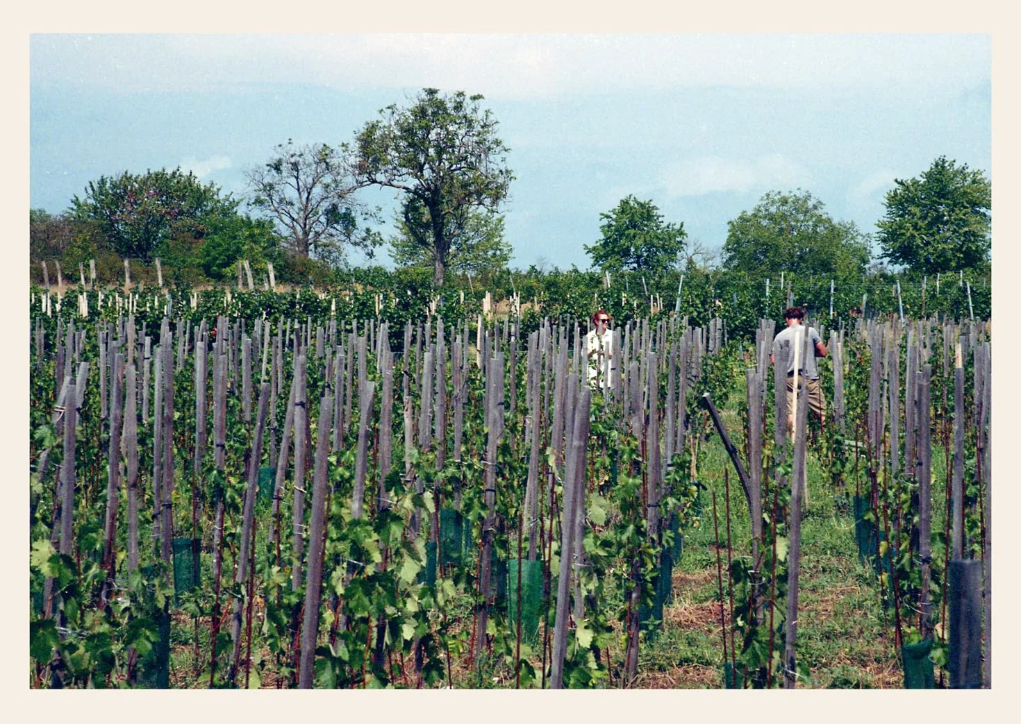 Natural Wine, No Drama: The ultimate guide to low intervention wine, with tasting notes from the award-winning sommelier