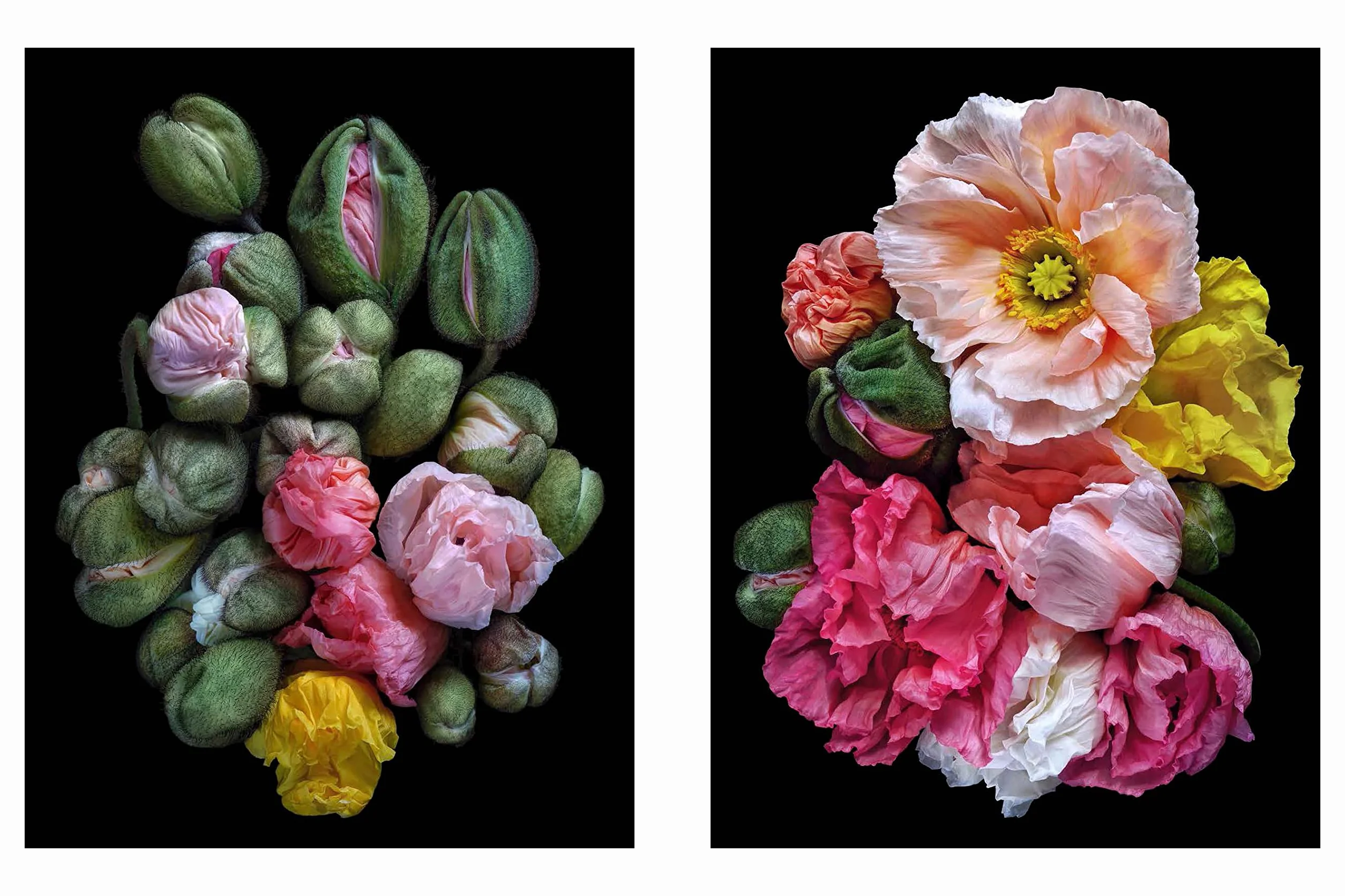 Beauty in Bloom: Floral Portraits