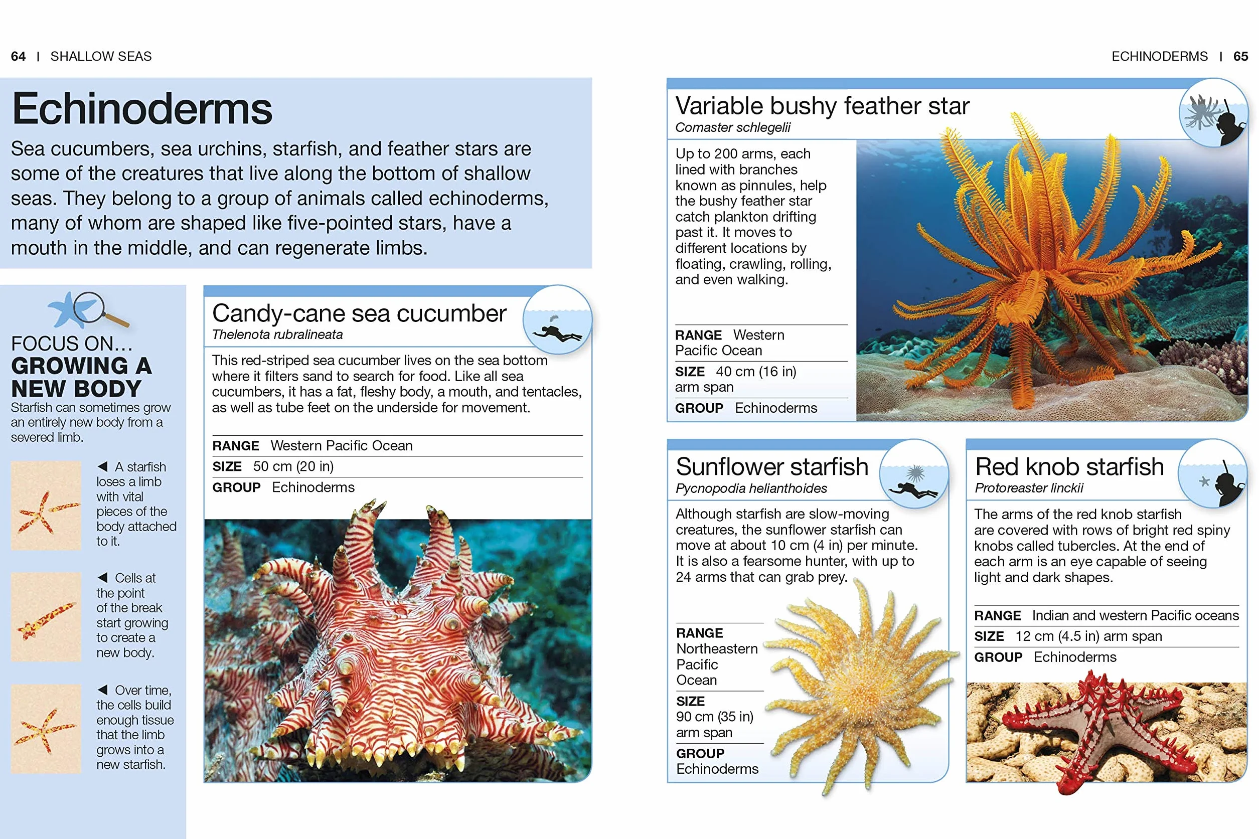 Ocean: Facts at Your Fingertips (Pocket Eyewitness)