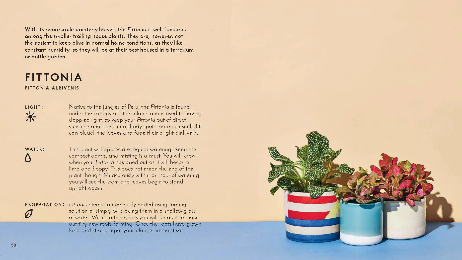 Little Book of House Plants and Other Greenery