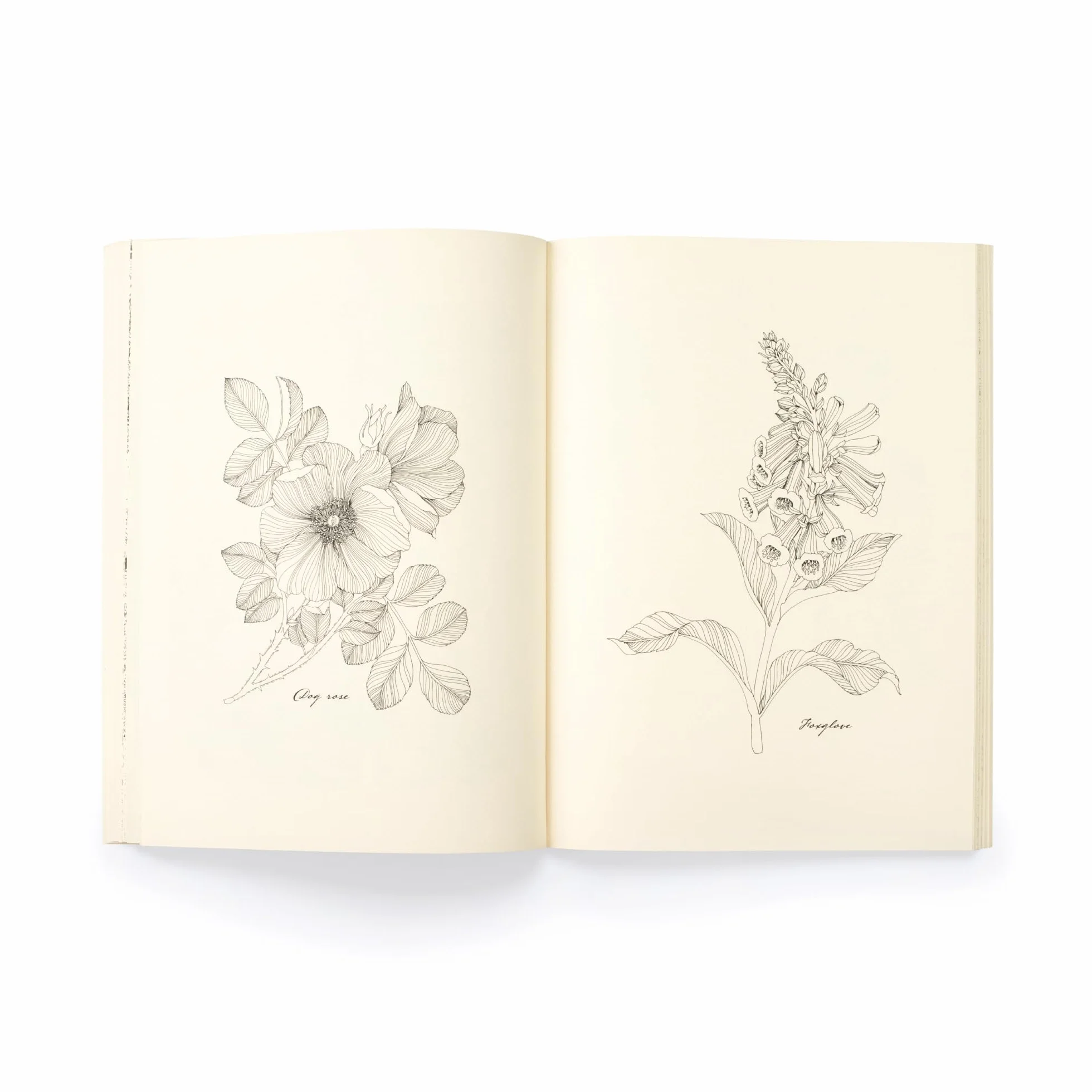 Floribunda Year: A Flower Colouring Companion