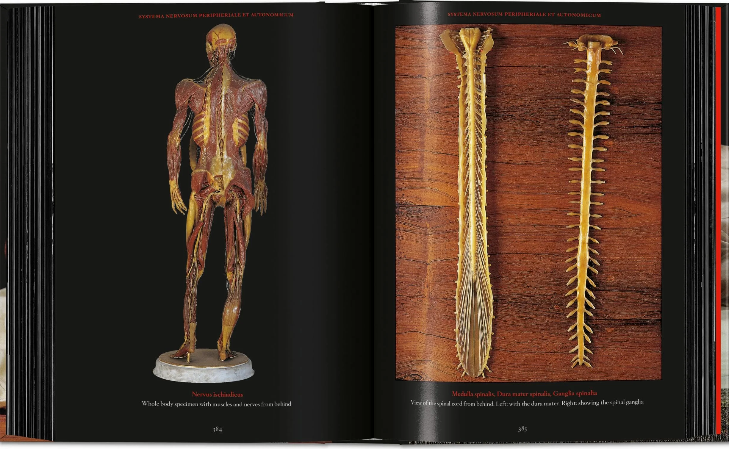 Anatomical Waxes. 45th Ed.
