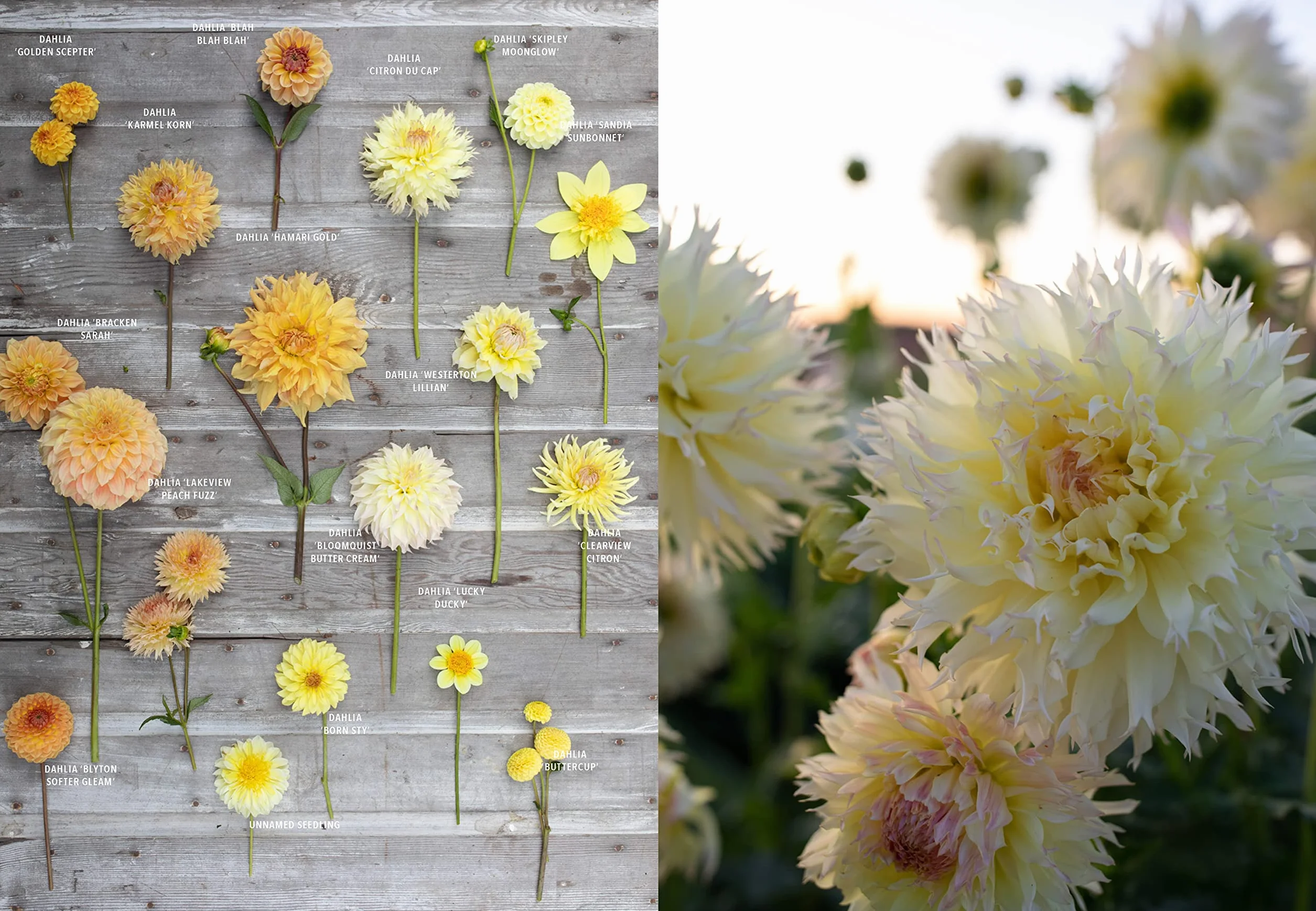Floret Farm's Discovering Dahlias: A Guide to Growing and Arranging Magnificent Blooms