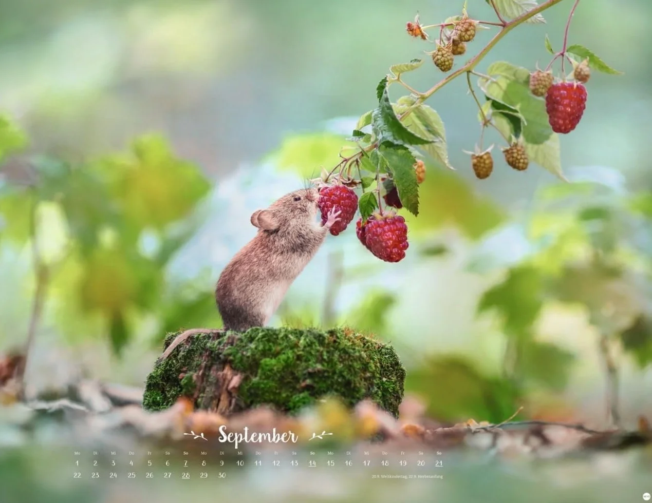 Vadim Trunov Märchenhaftes Waldleben Posterkalender 2025 Naturkalender 44 x 34 cm Querformat