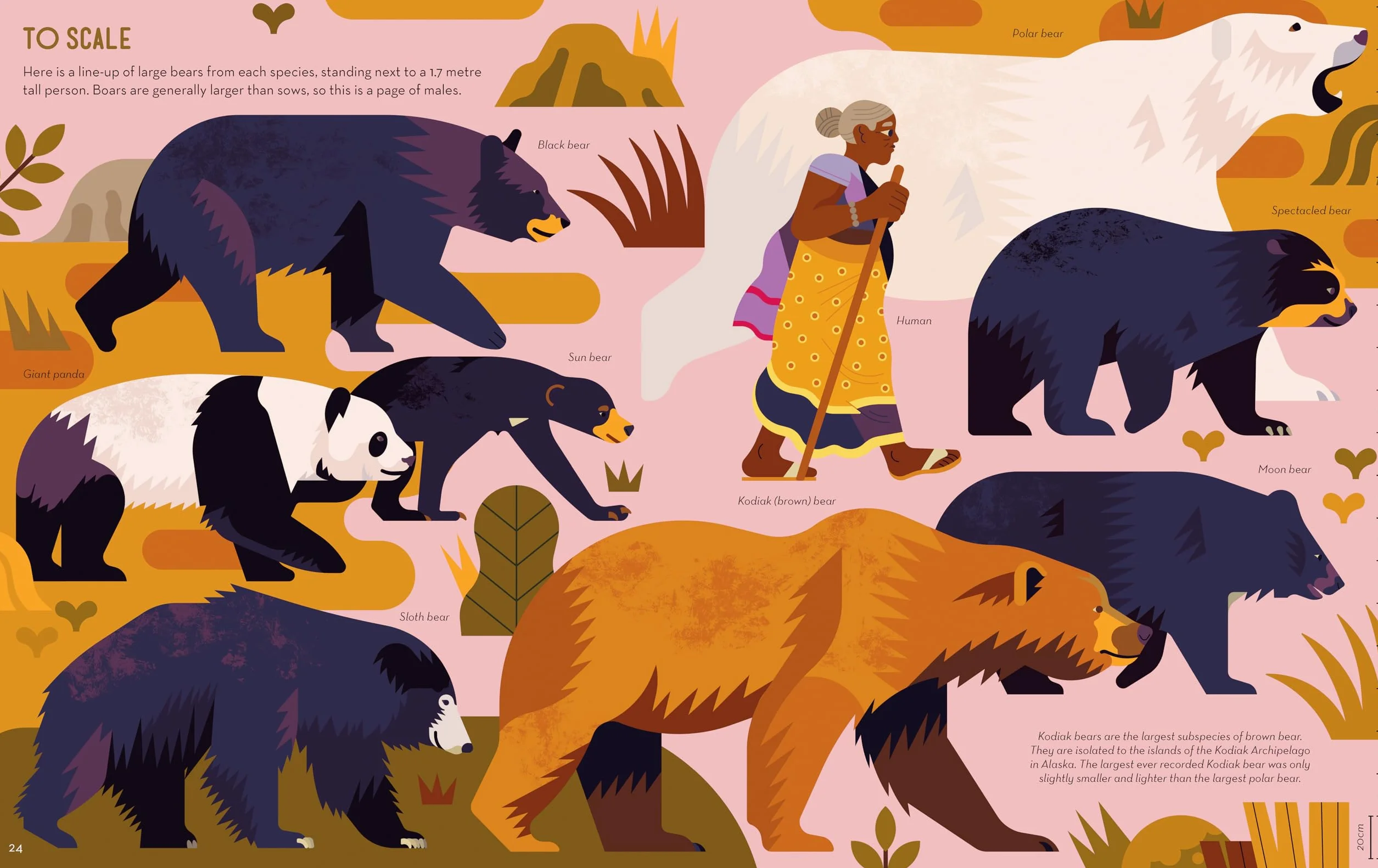 Brainy About Bears