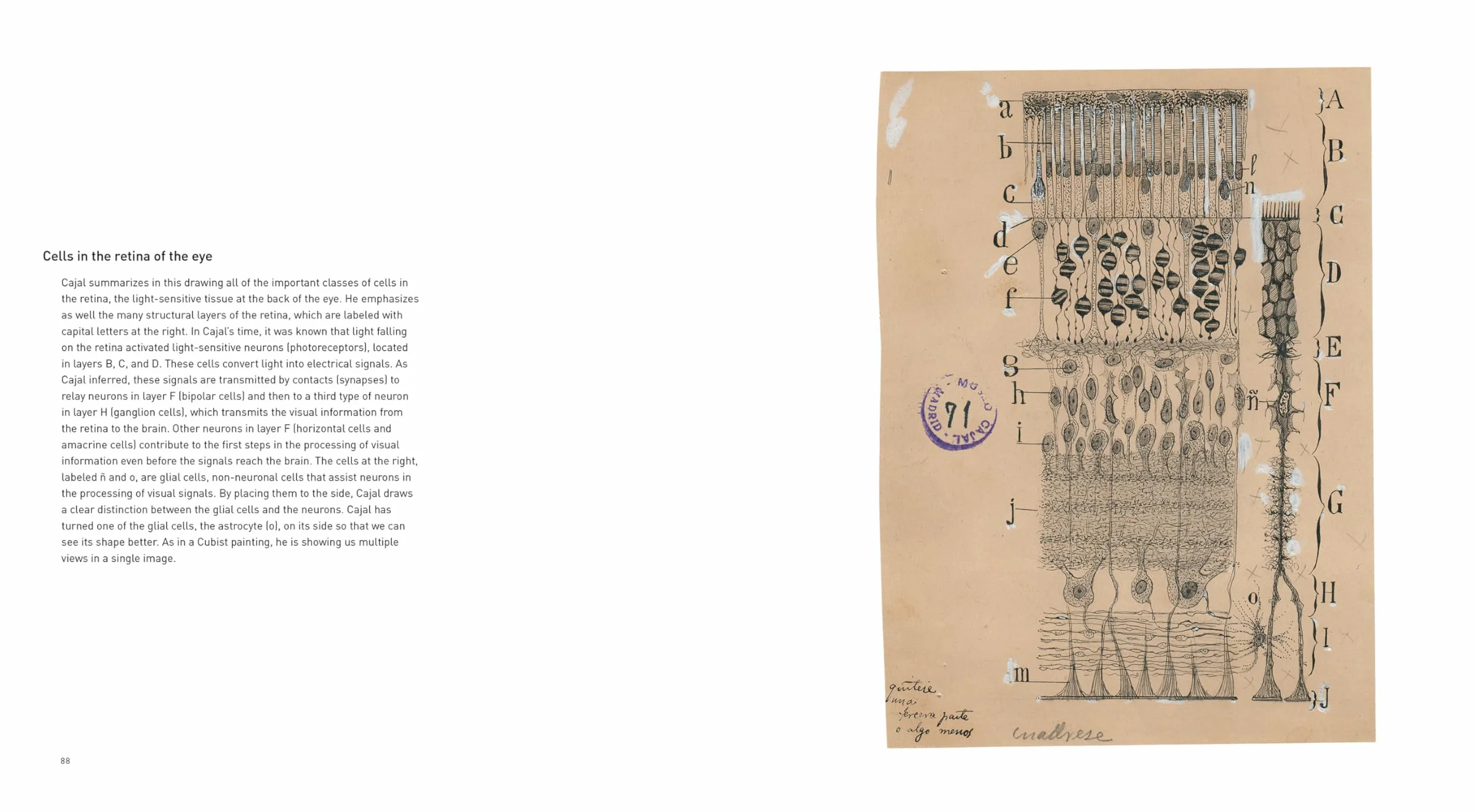 The Beautiful Brain: The Drawings of Santiago Ramon Y Cajal