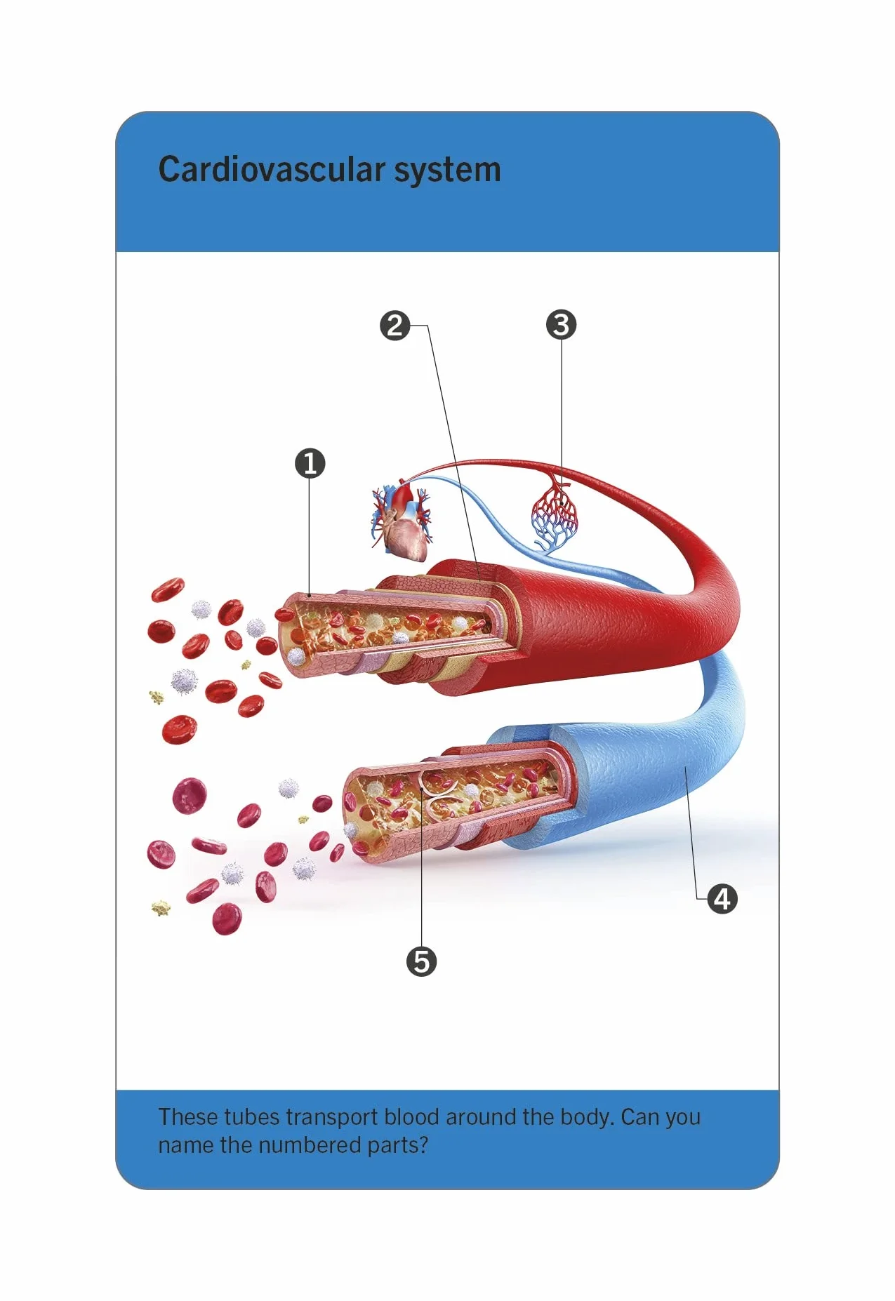 Our World in Pictures Human Body Flash Cards