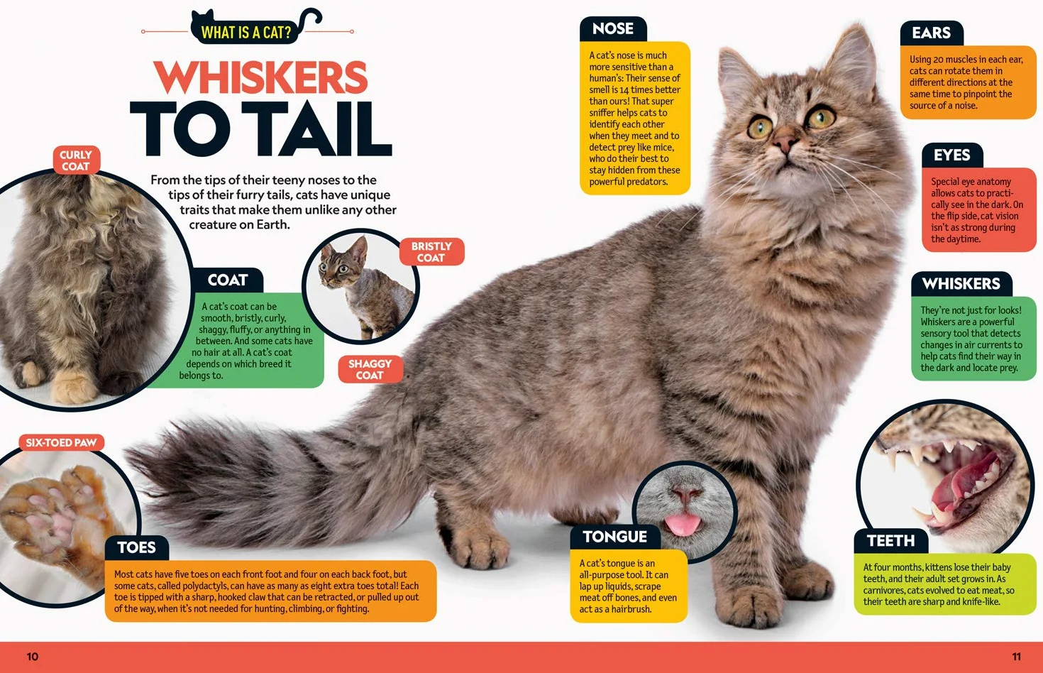 Cat Breed Guide: A complete reference to your purr-fect best friend