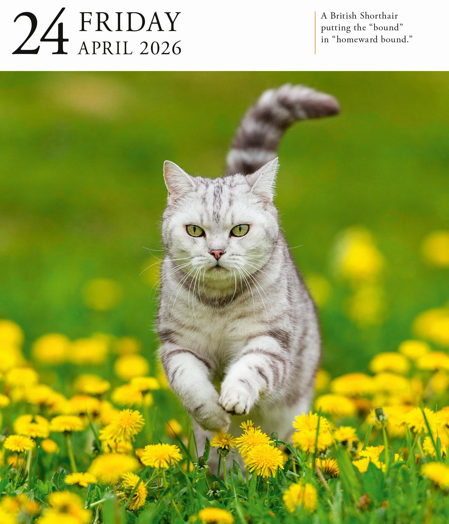 Cat Page-A-Day® Gallery Calendar 2026