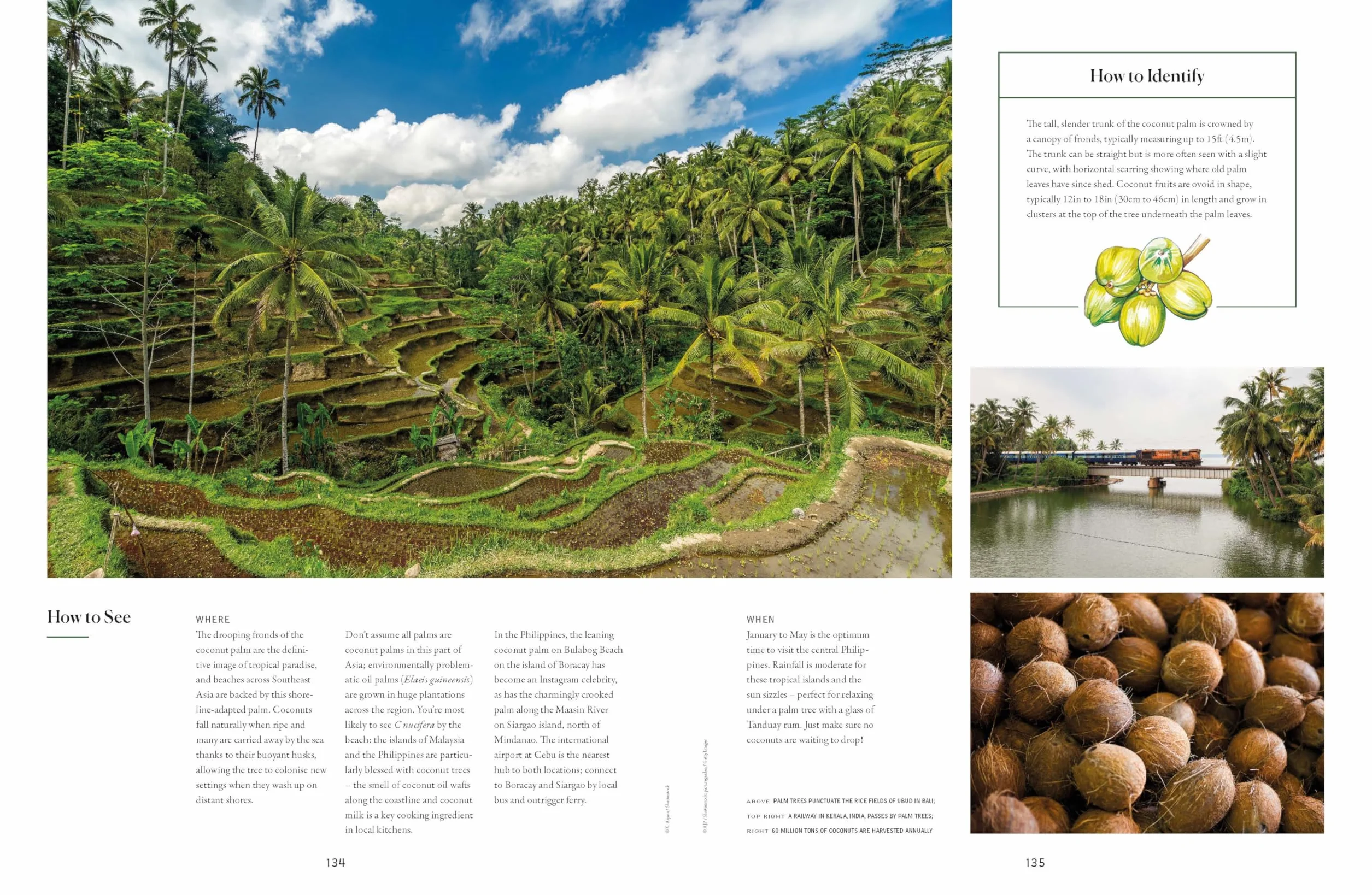 The Tree Atlas 1 -anglais-: 50 Magnificent Species Across the Planet | Practical Travel Advice to See Each Natural Wonder | Exquisite Photography & Illustrations