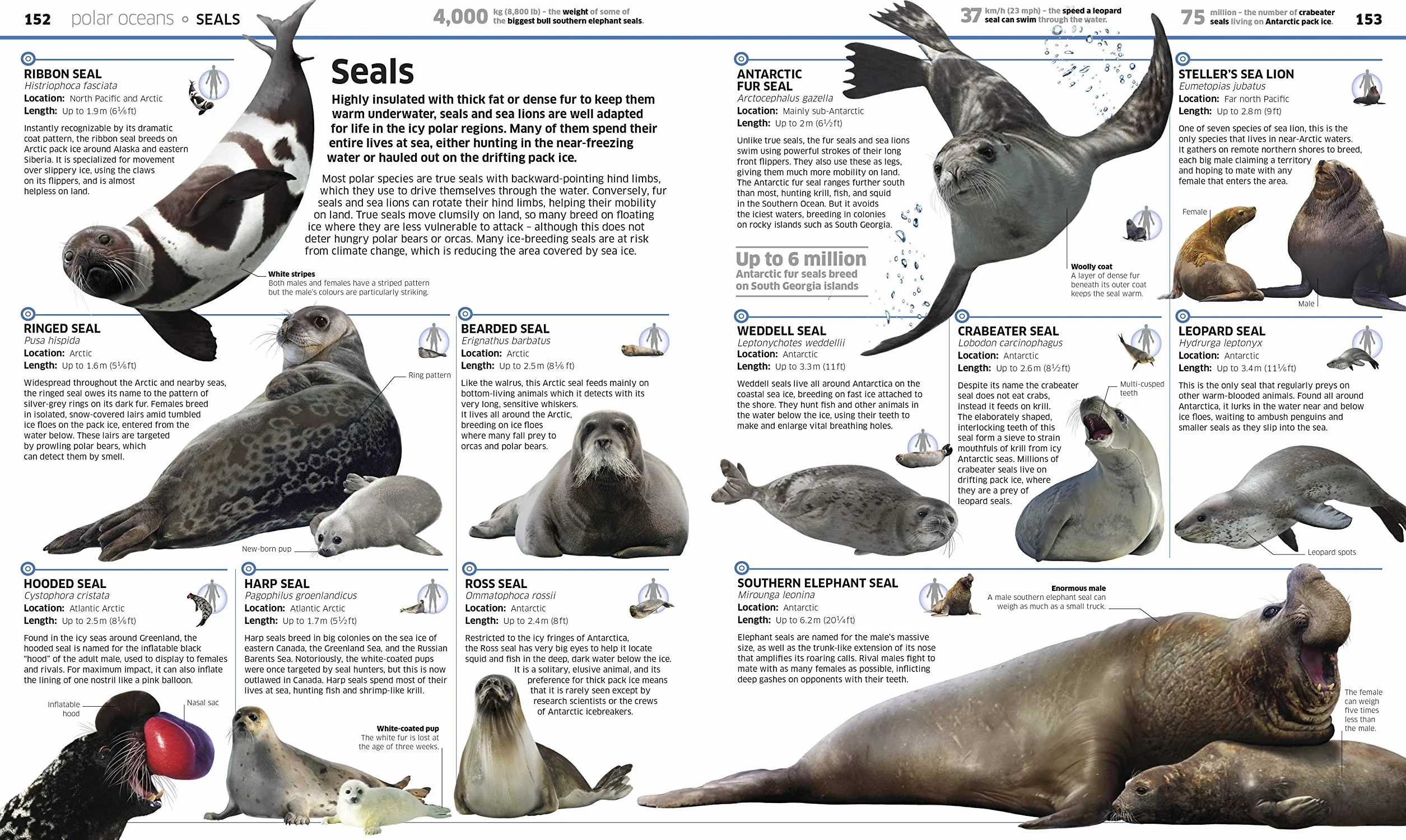 Knowledge Encyclopedia Ocean!: Our Watery World As You've Never Seen It Before