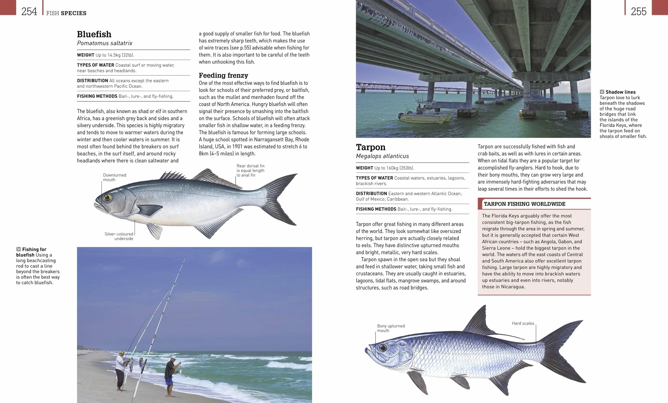 The Complete Fishing Manual: Tackle, Baits & Lures, Species, Techniques