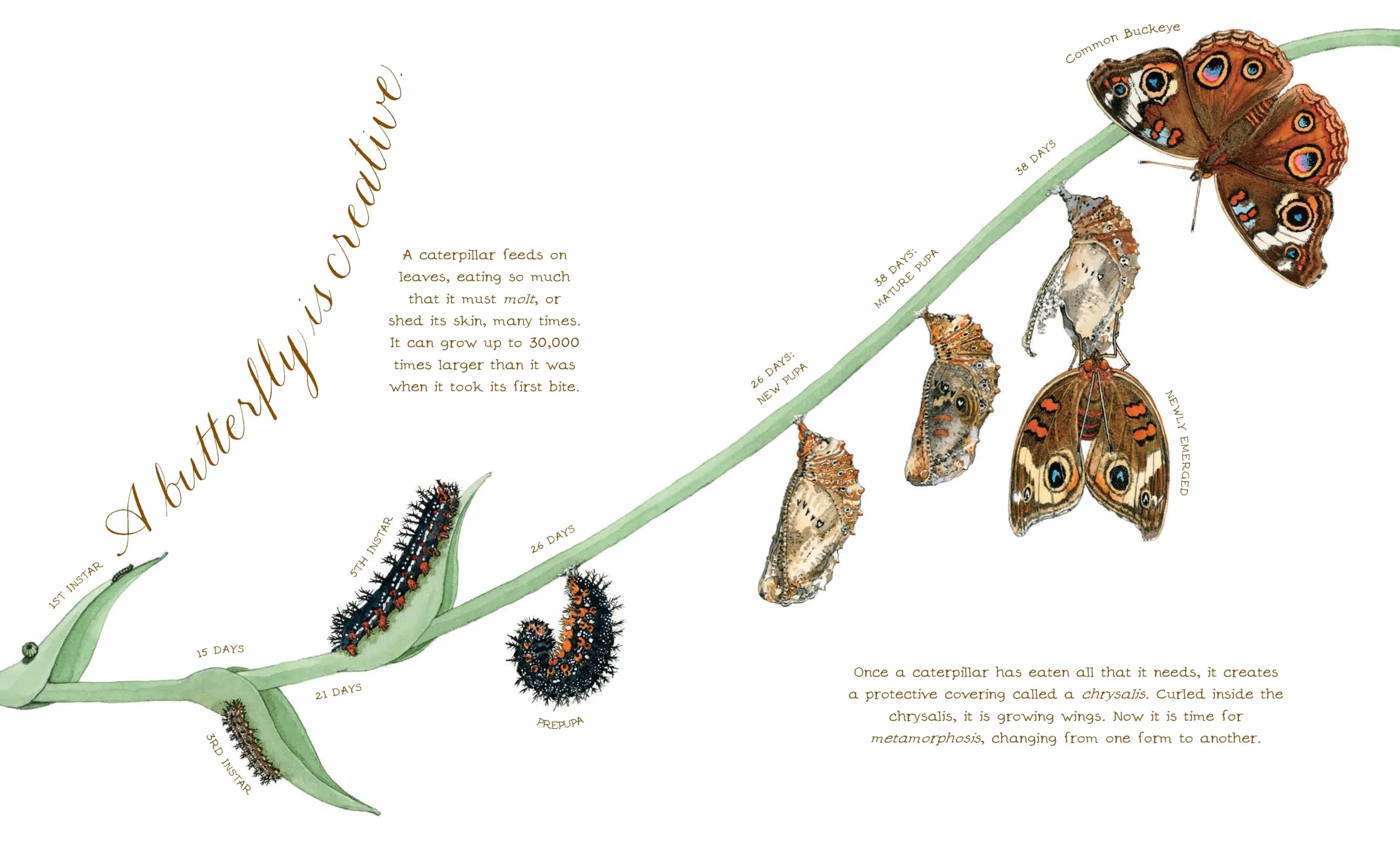 A Butterfly Is Patient: (Nature Books for Kids, Children's Books Ages 3-5, Award Winning Children's Books) (Sylvia Long)