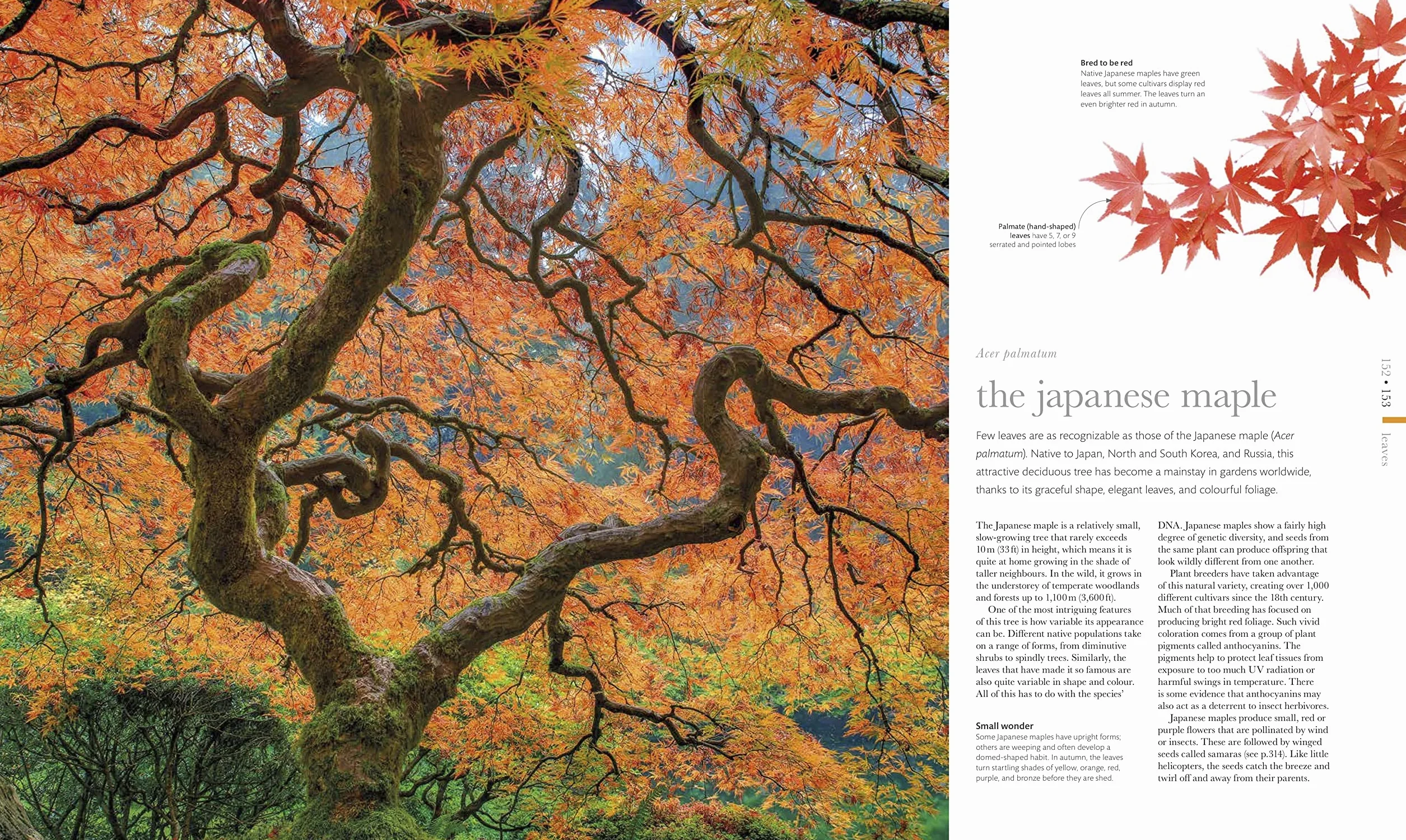 The Science of Plants: Inside their Secret World