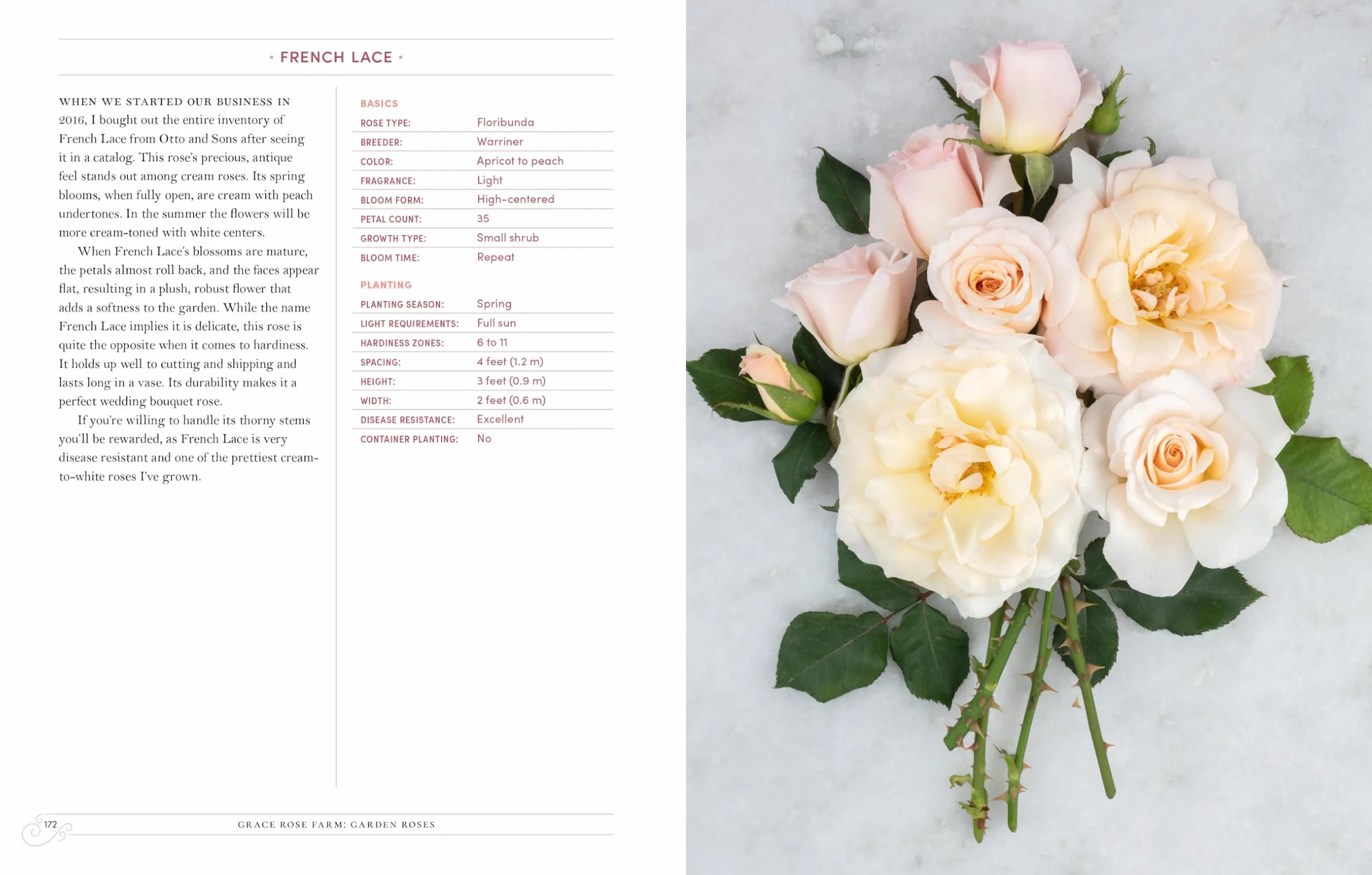 Grace Rose Farm: Garden Roses: Growing & Arranging Spectacular Blooms