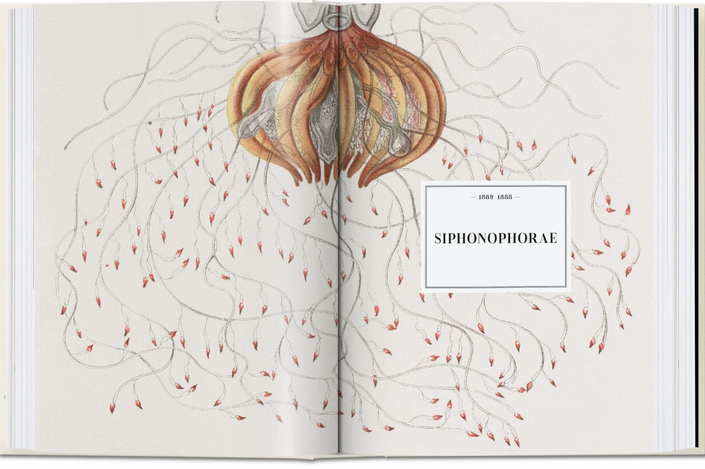 The Art and Science of Ernst Haeckel. 45th Ed.