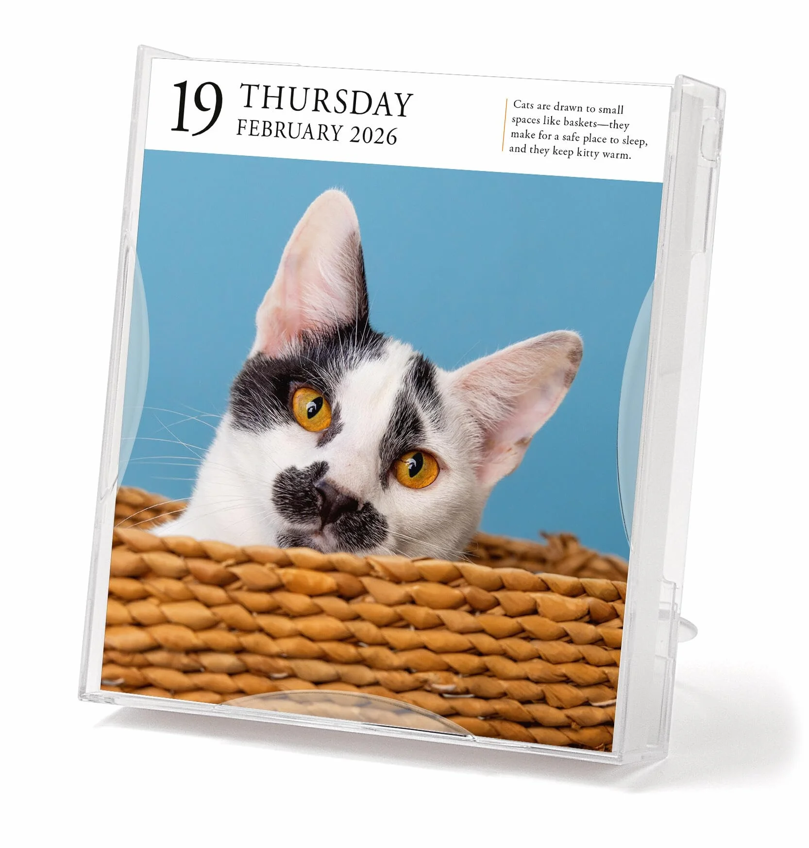 Cat Page-A-Day® Gallery Calendar 2026