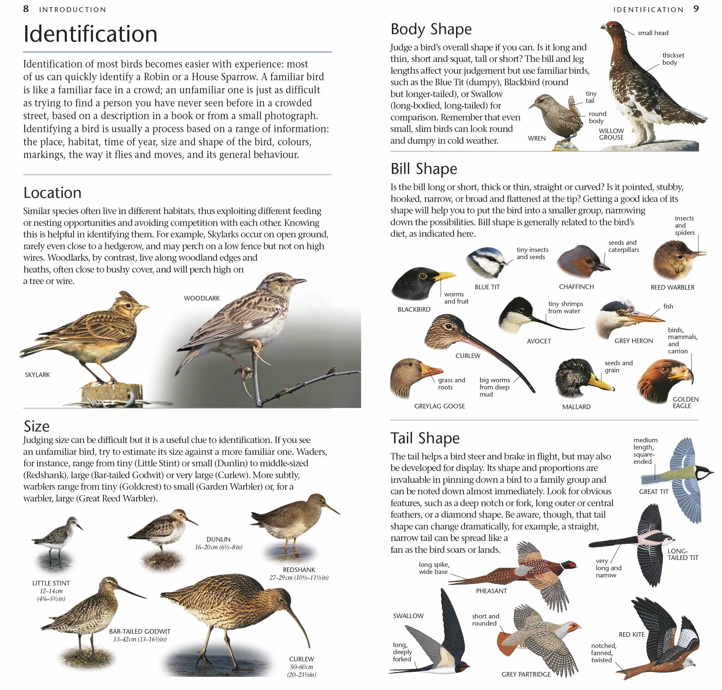 RSPB Pocket Birds of Britain and Europe 5th Edition