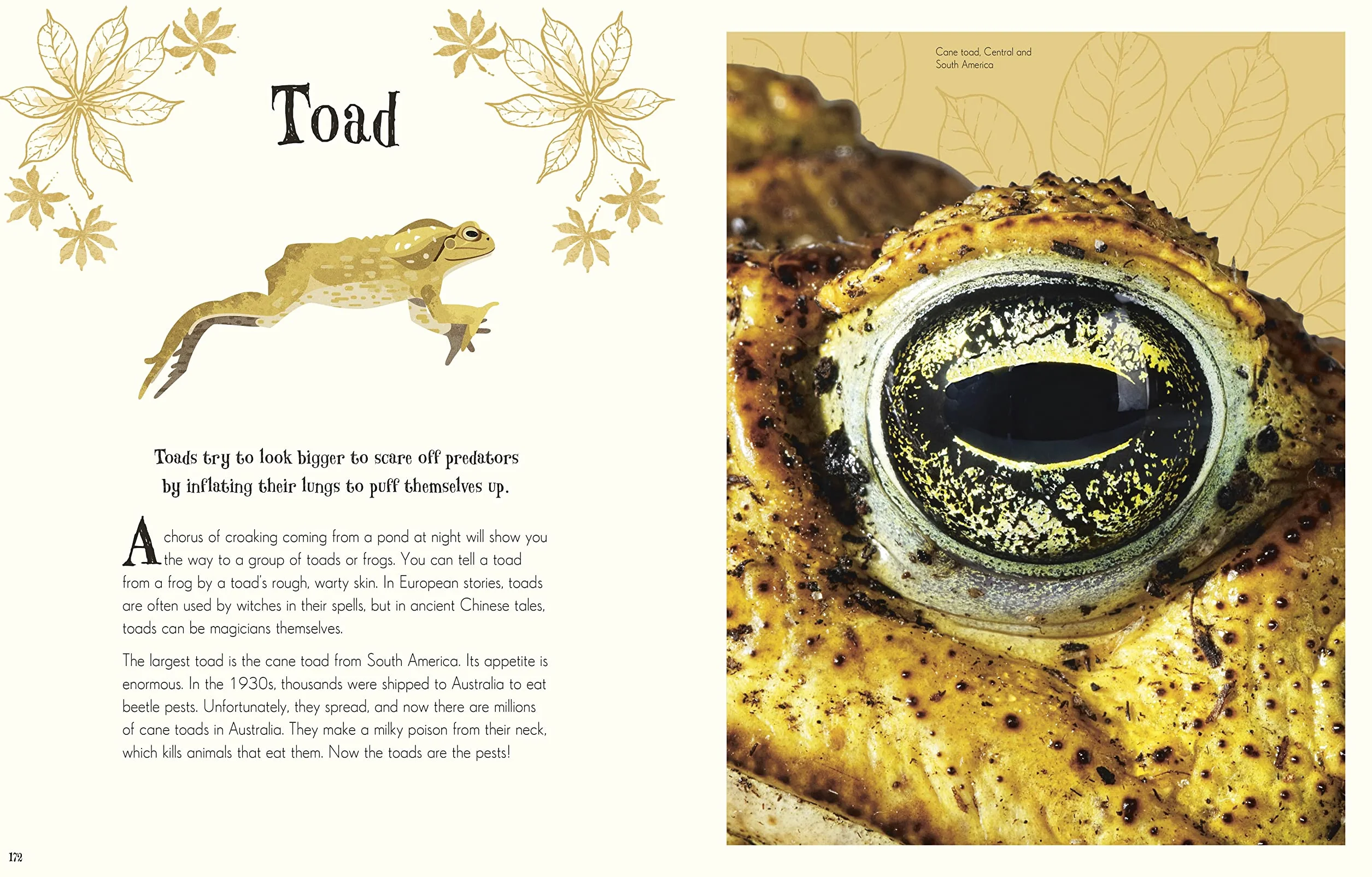 Children's Anthologies Collection: 3-Book Box Set for Kids Ages 6-8, Featuring 300+ Animal, Dinosaur, and Space Topics