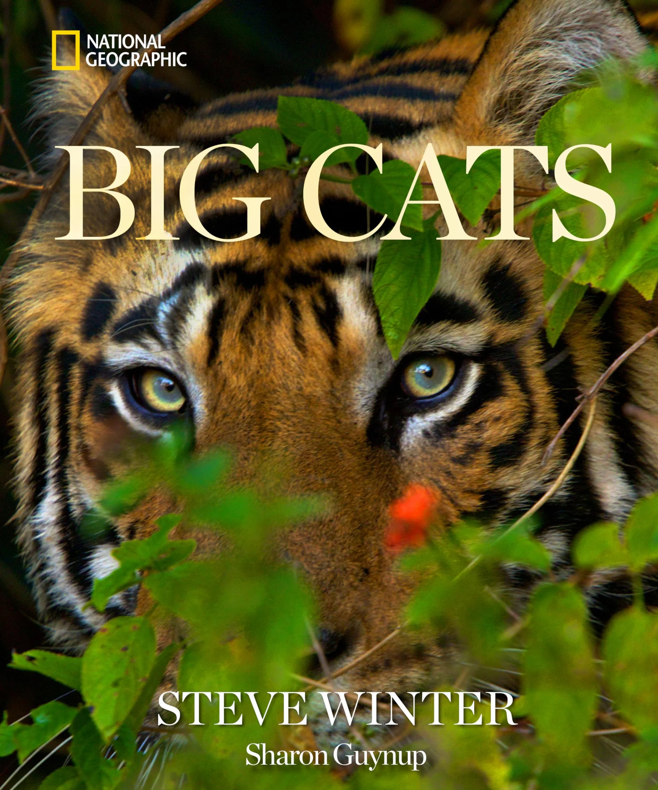 Big Cats