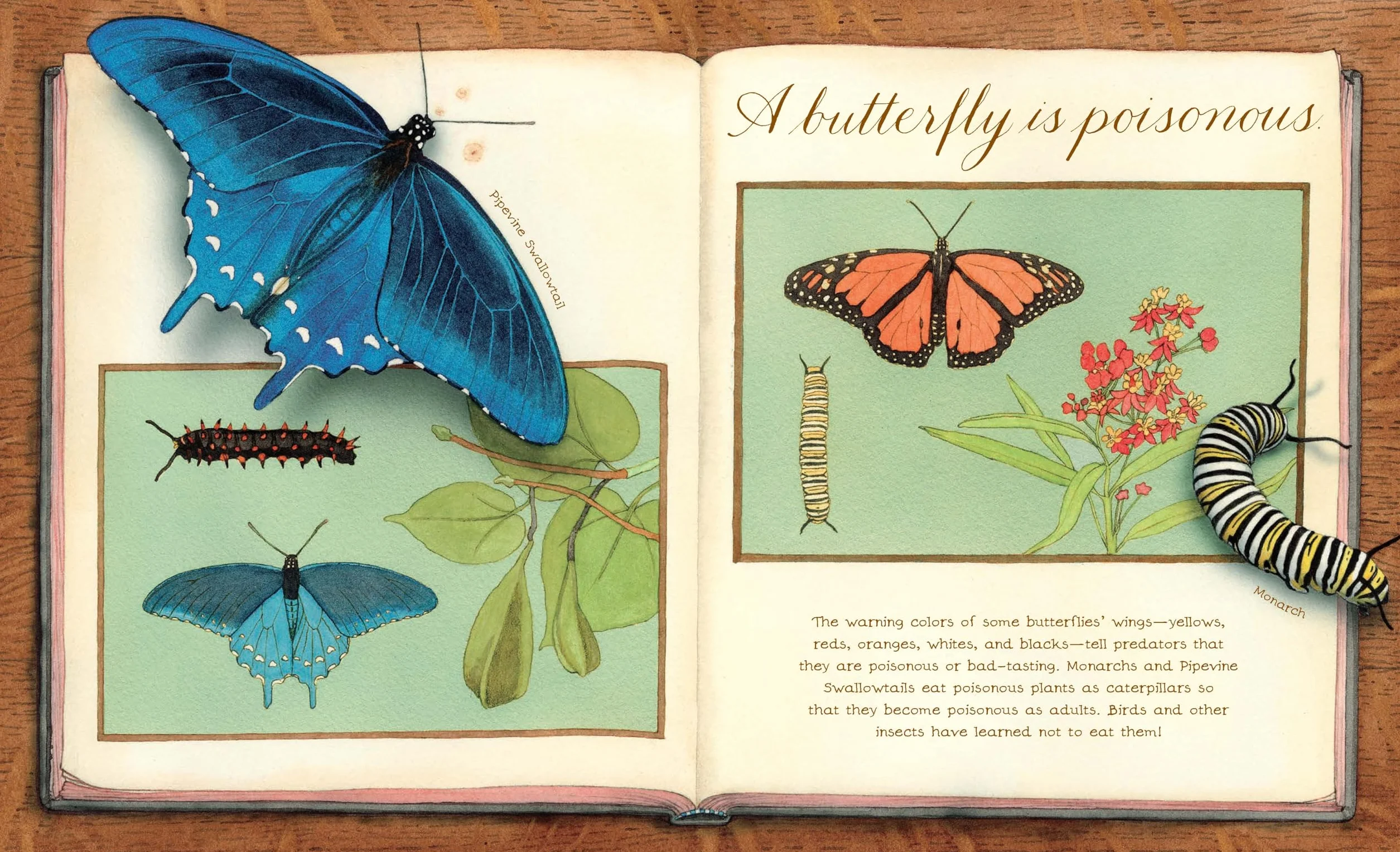 A Butterfly Is Patient: (Nature Books for Kids, Children's Books Ages 3-5, Award Winning Children's Books) (Sylvia Long)