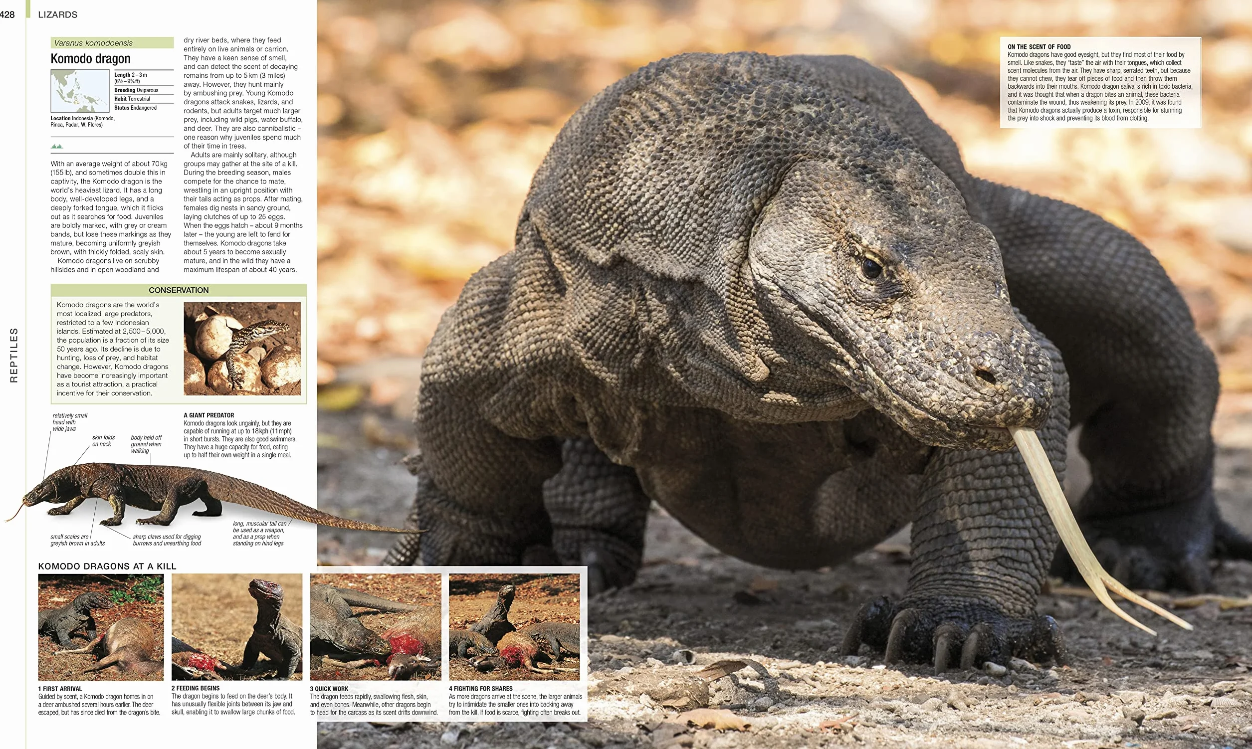 Animal: The Definitive Visual Guide