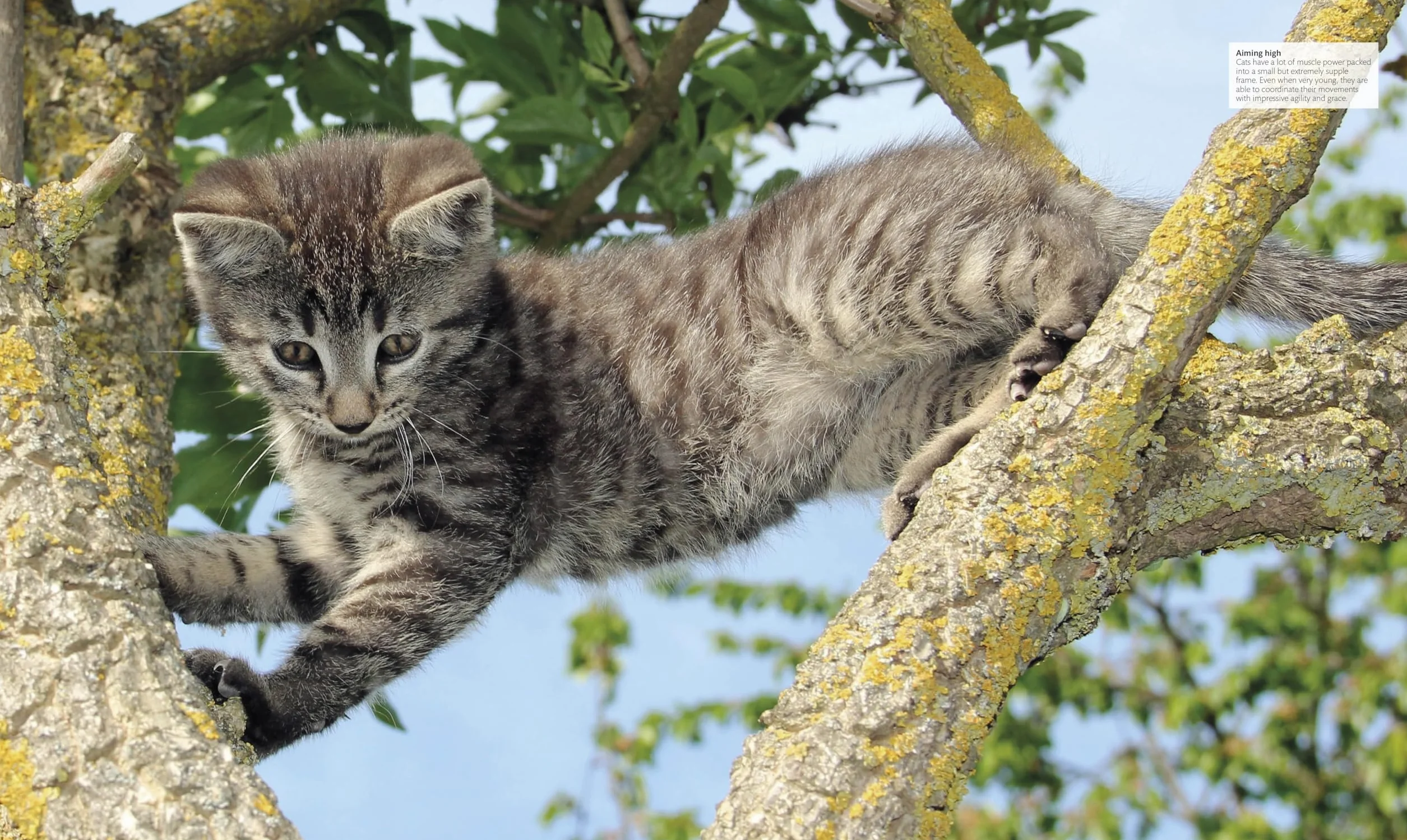 The Cat Encyclopedia: The Definitive Visual Guide