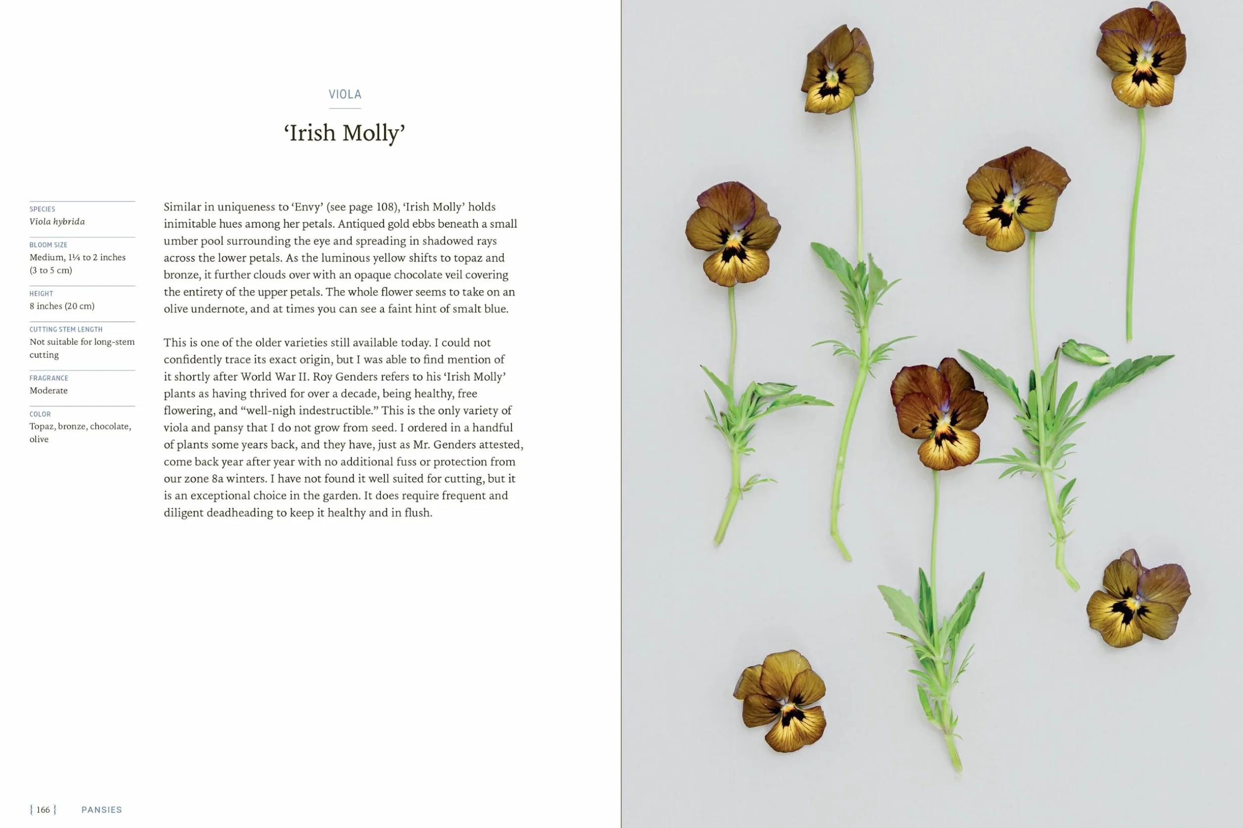 Pansies Violas Growing Guide: Create Beauty with Pansies and Violas