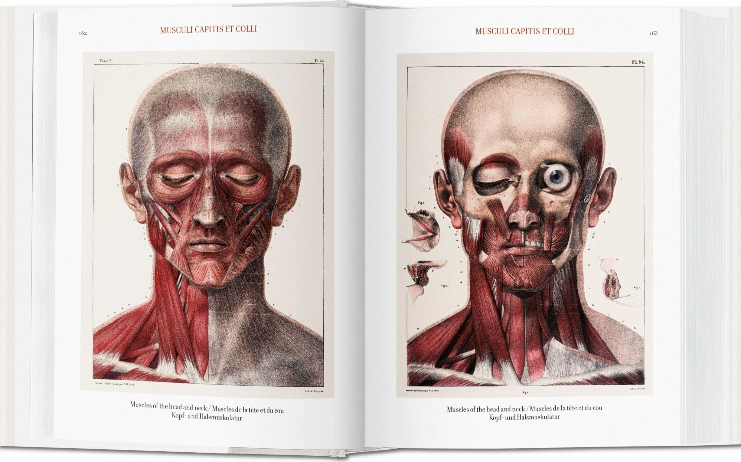Bu-bourgery atlas of anatomy - italien - espagnol - portugais -: Atlas de anatomía humana y cirugía
