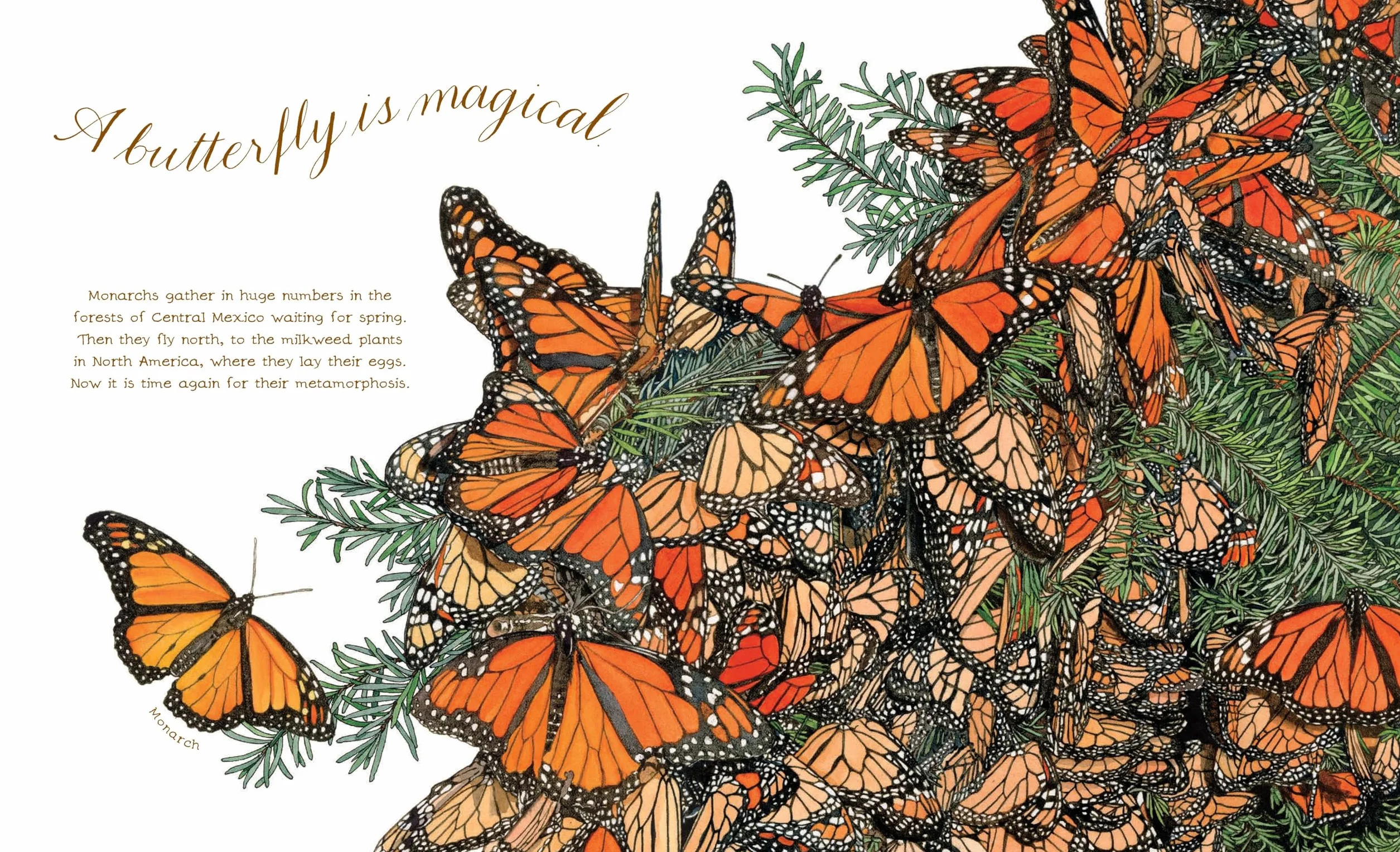 A Butterfly Is Patient: (Nature Books for Kids, Children's Books Ages 3-5, Award Winning Children's Books) (Sylvia Long)