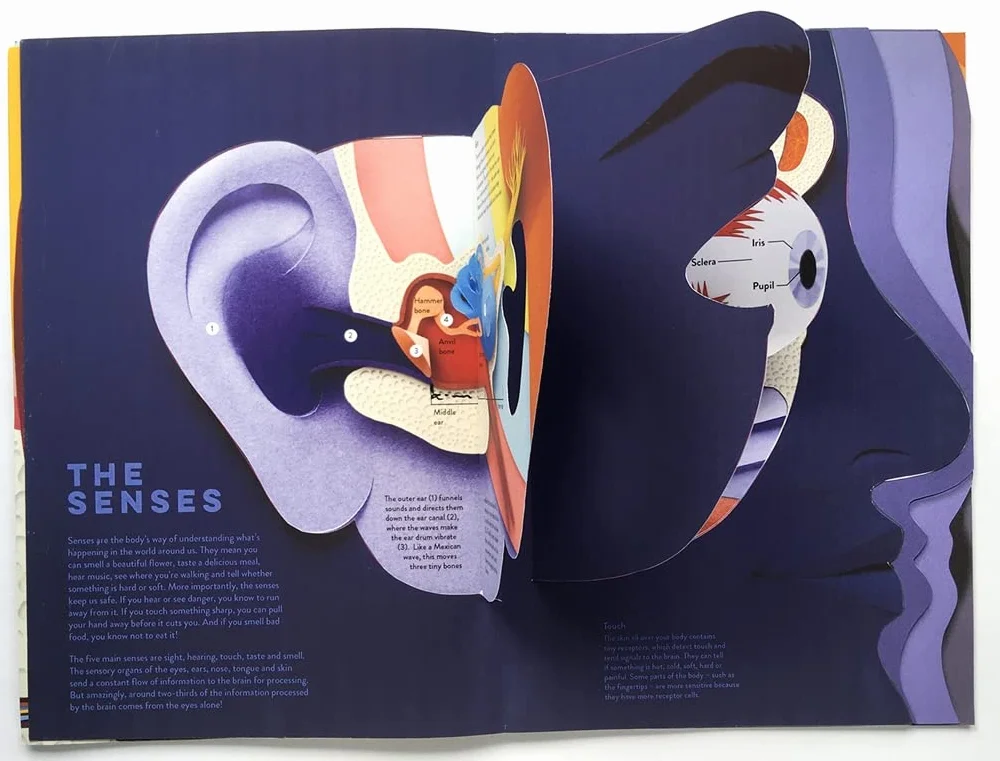 Paper World: Human Body: A fact-packed novelty book with 40 flaps to lift!
