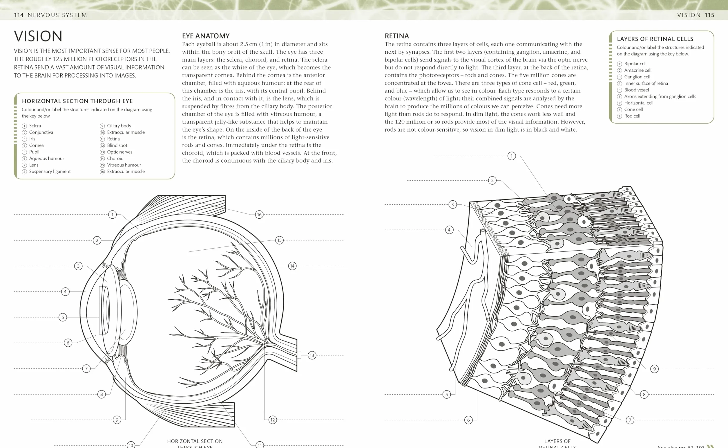 The Human Body Colouring Book: The Ultimate Anatomy Study Guide